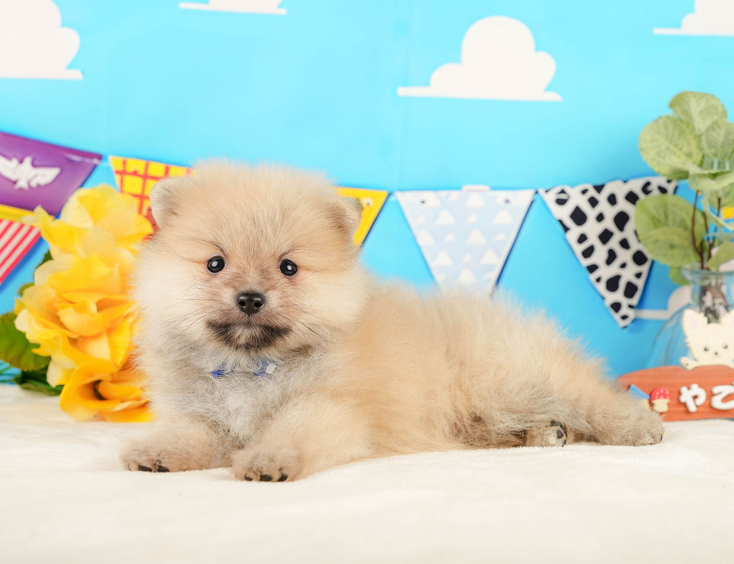 ポメラニアン | 男の子 | クリーム | 2025年10月20日