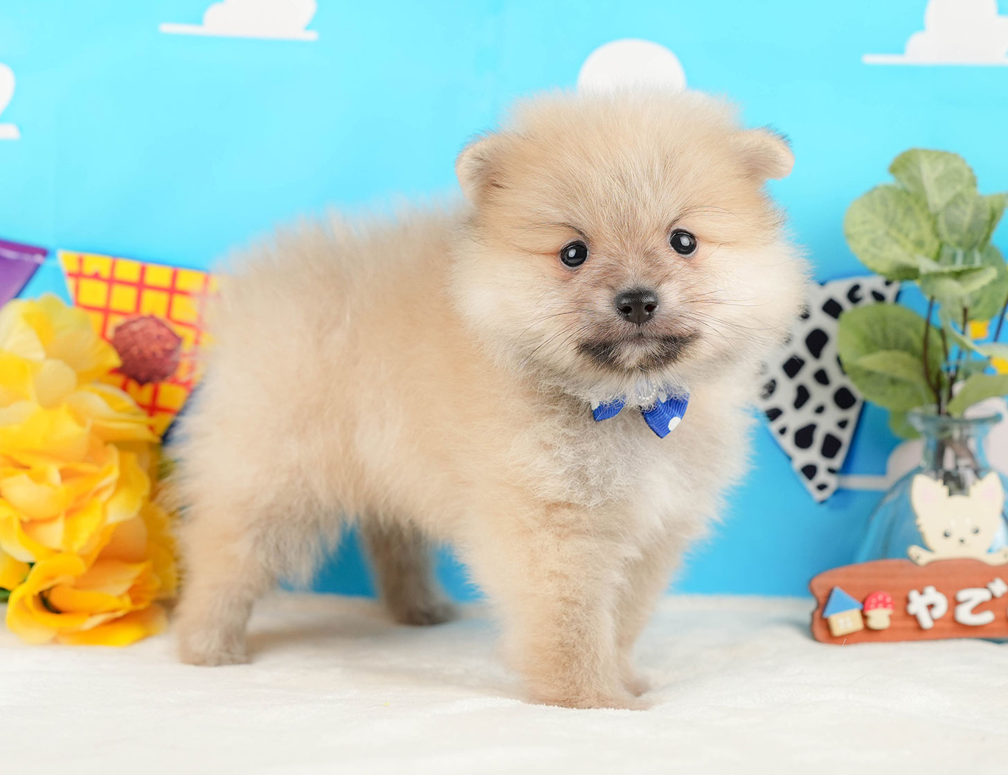 ポメラニアン | 男の子 | クリーム | 2025年10月20日
