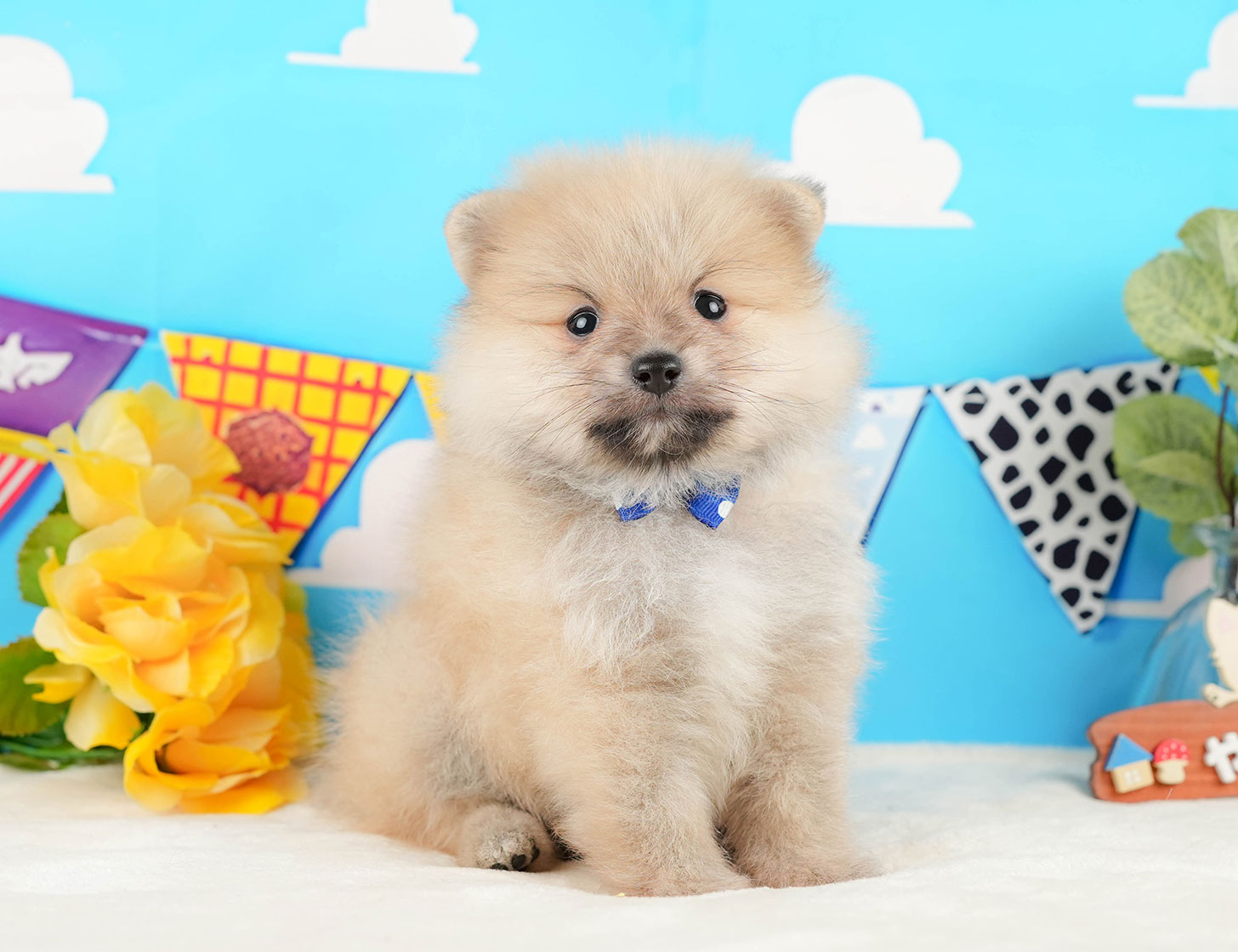 ポメラニアン | 男の子 | クリーム | 2025年10月20日