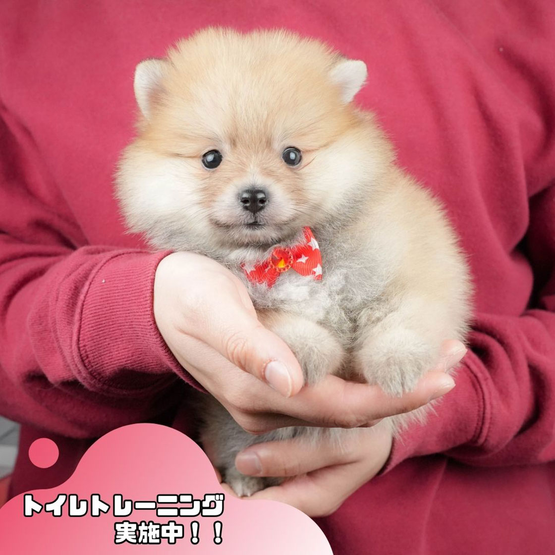 ポメラニアン | 女の子 | オレンジ | 2025年10月20日