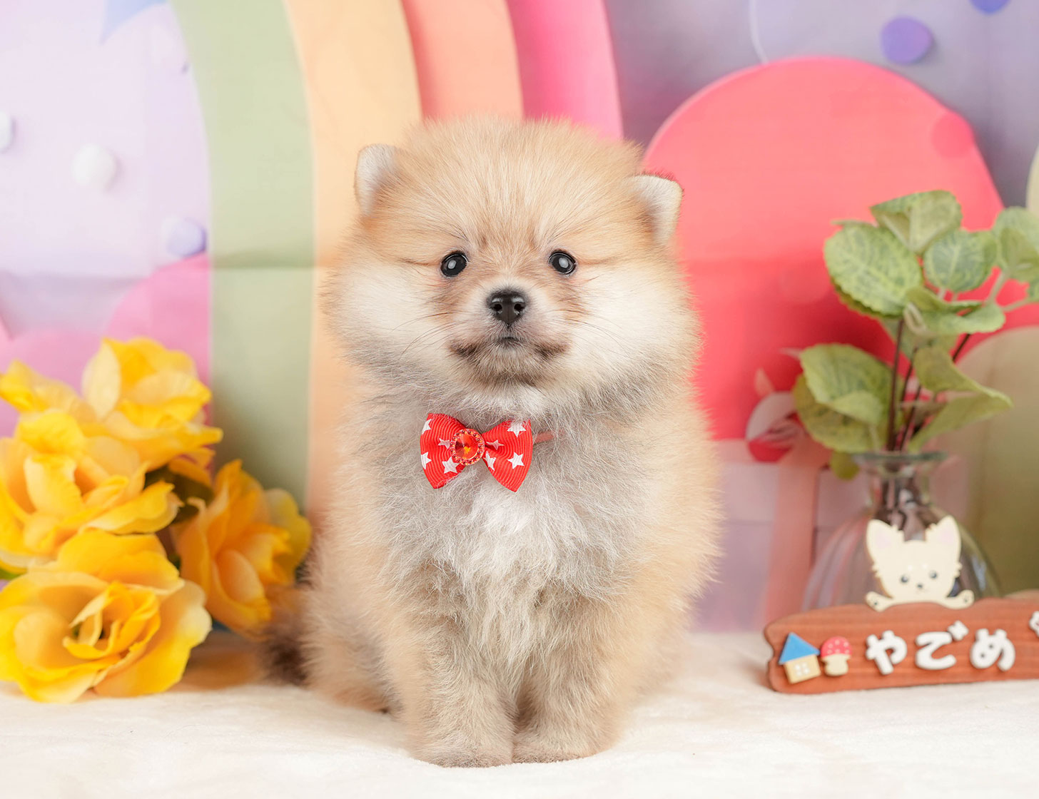 ポメラニアン | 女の子 | オレンジ | 2025年10月20日