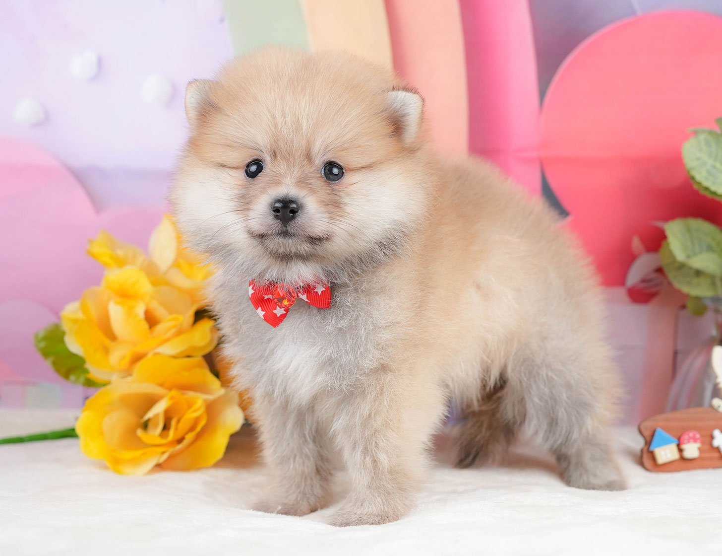 ポメラニアン | 女の子 | オレンジ | 2025年10月20日