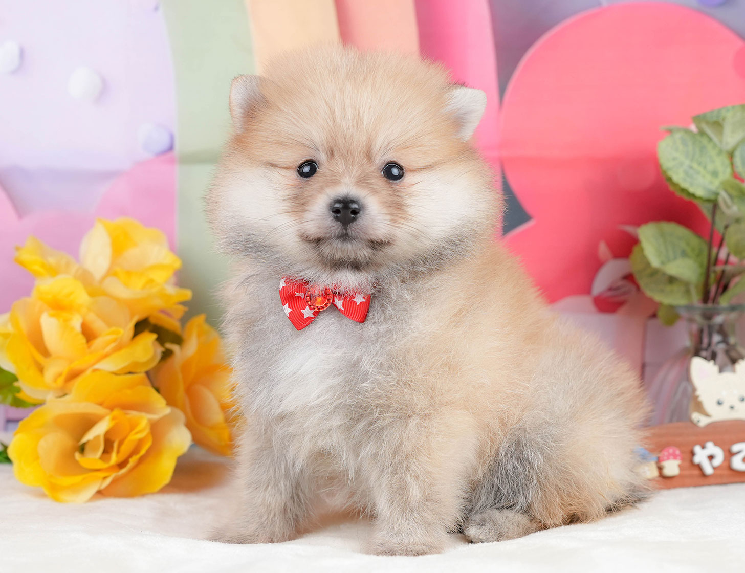 ポメラニアン | 女の子 | オレンジ | 2025年10月20日