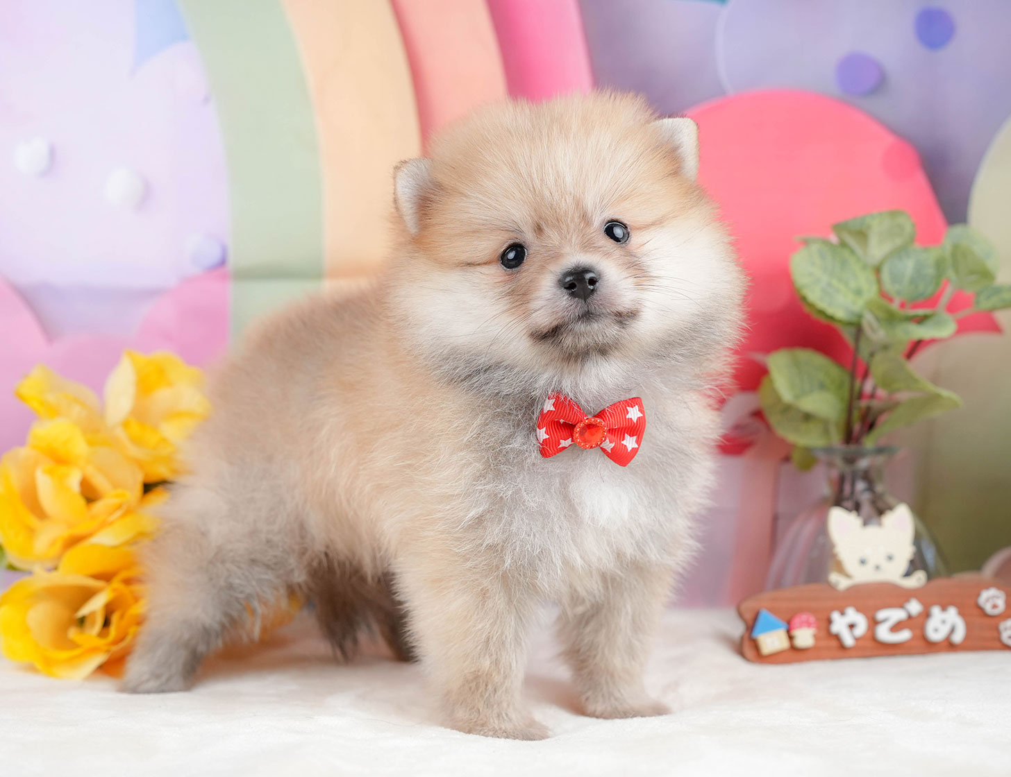 ポメラニアン | 女の子 | オレンジ | 2025年10月20日