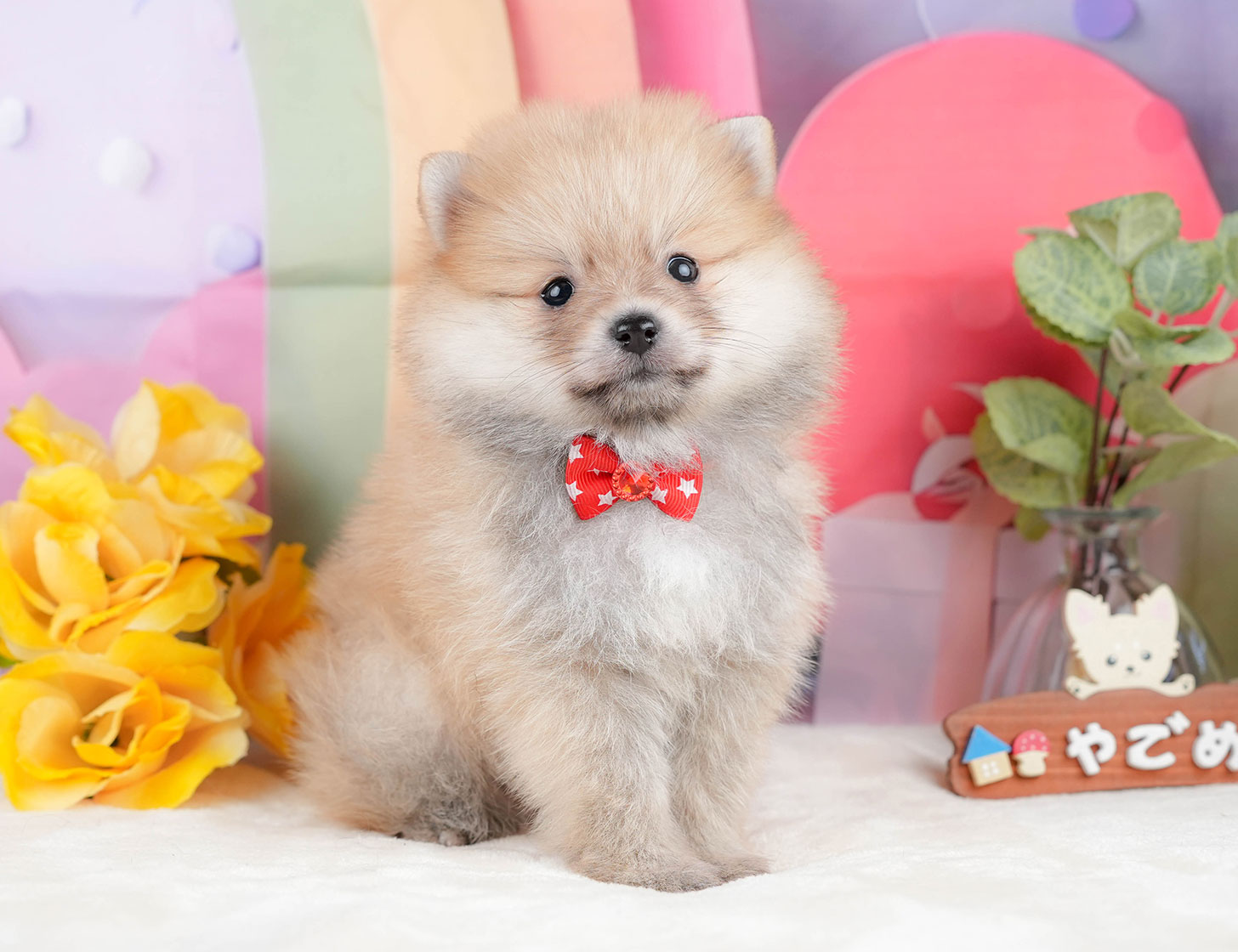 ポメラニアン | 女の子 | オレンジ | 2025年10月20日