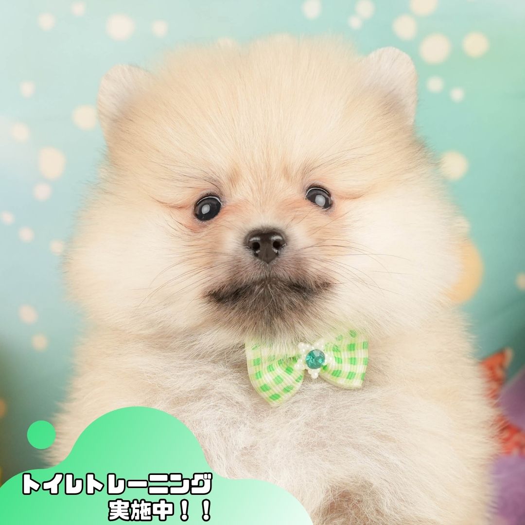 ポメラニアン | 男の子 | クリーム | 2025年10月20日