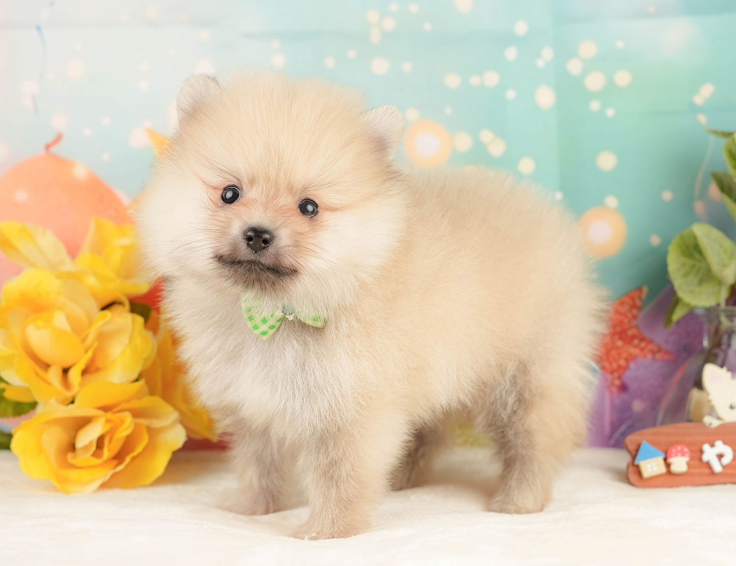 ポメラニアン | 男の子 | クリーム | 2025年10月20日