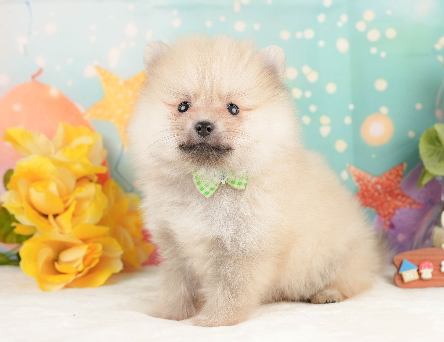ポメラニアン | 男の子 | クリーム | 2025年10月20日