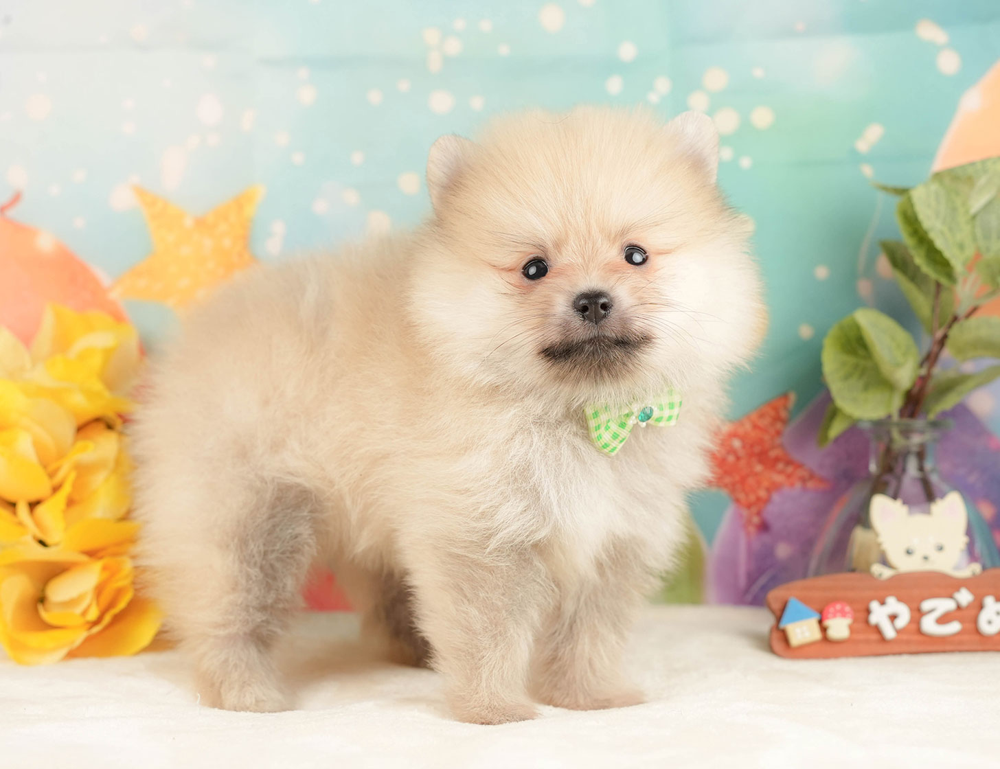 ポメラニアン | 男の子 | クリーム | 2025年10月20日
