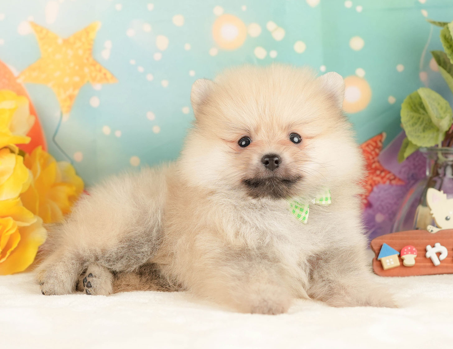 ポメラニアン | 男の子 | クリーム | 2025年10月20日