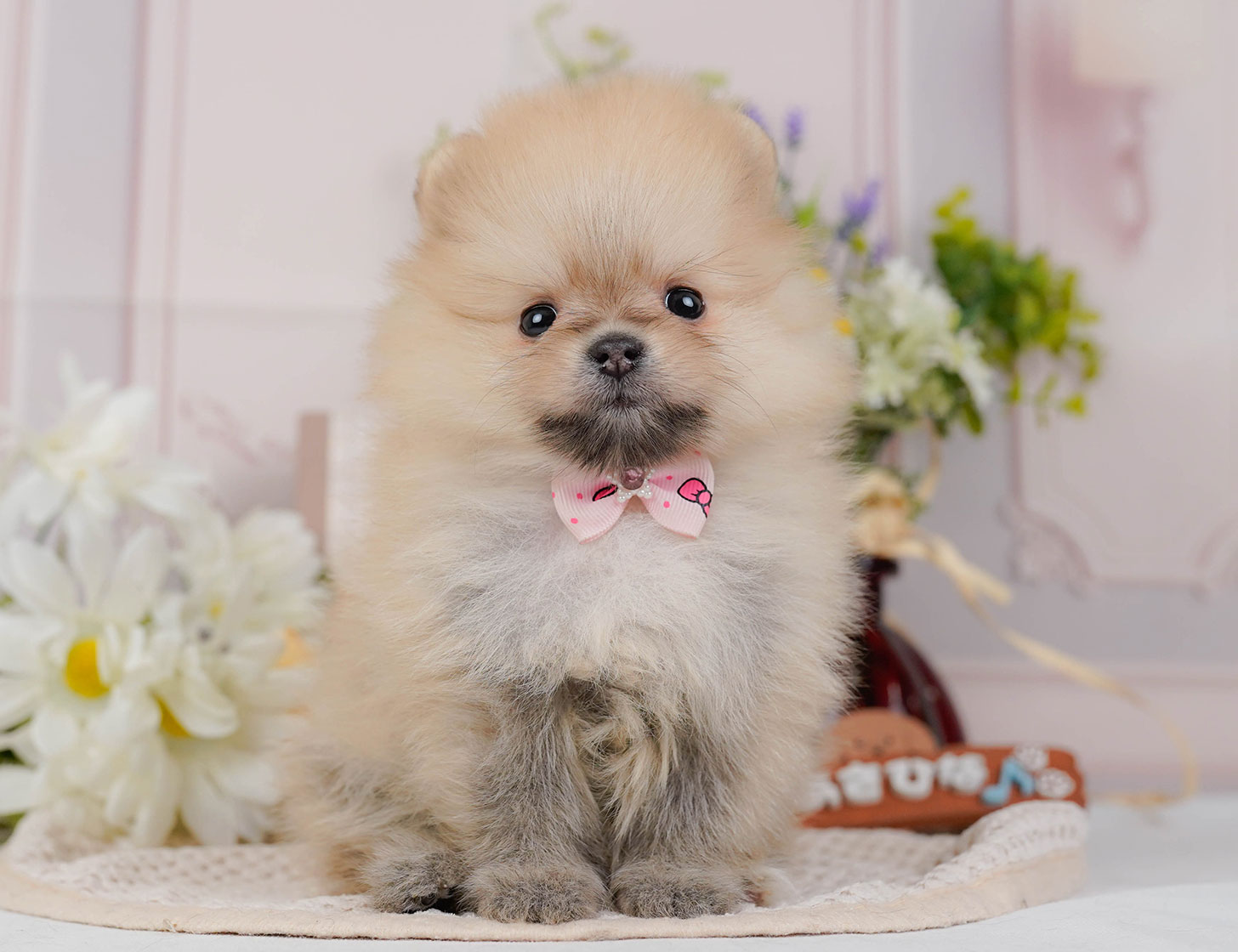 ポメラニアン | 女の子 | クリームセーブル | 2025年10月20日