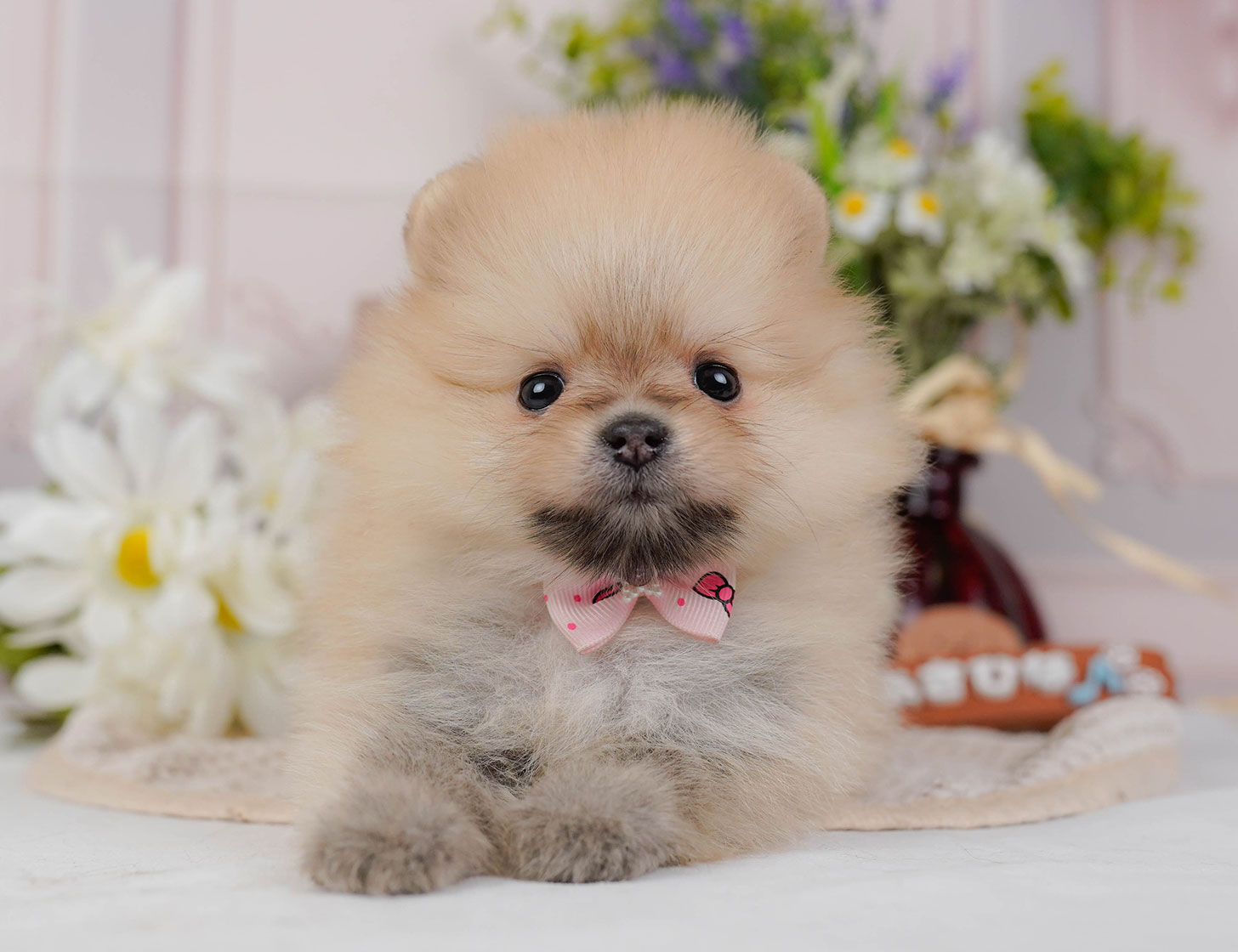 ポメラニアン | 女の子 | クリームセーブル | 2025年10月20日