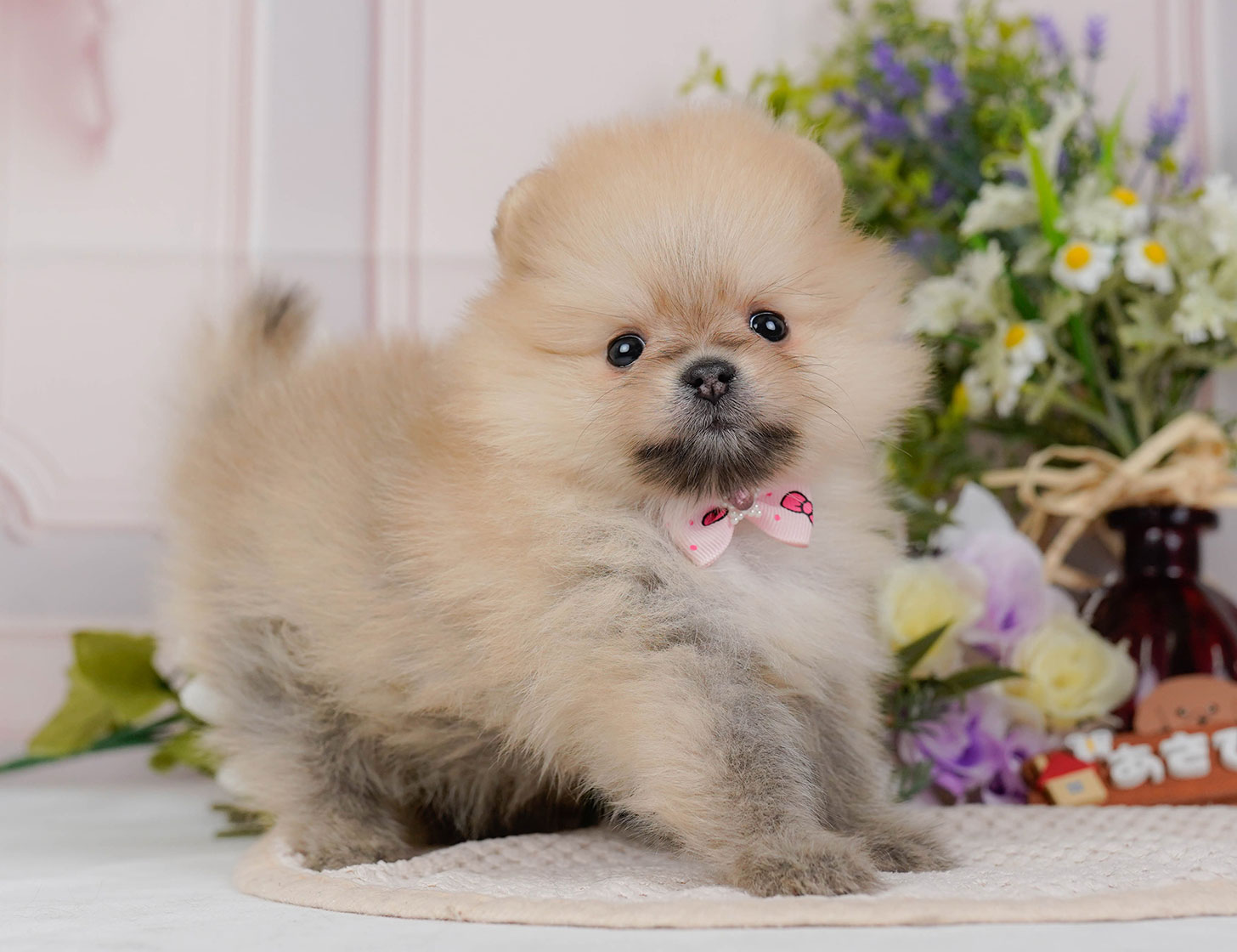 ポメラニアン | 女の子 | クリームセーブル | 2025年10月20日