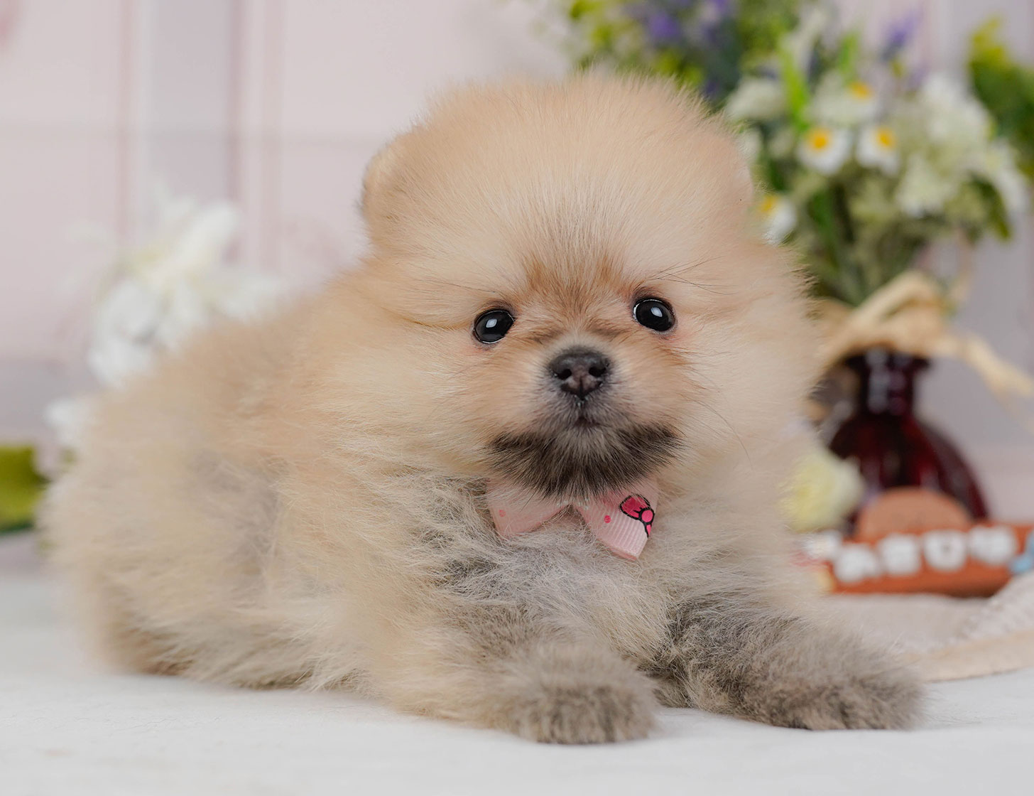 ポメラニアン | 女の子 | クリームセーブル | 2025年10月20日