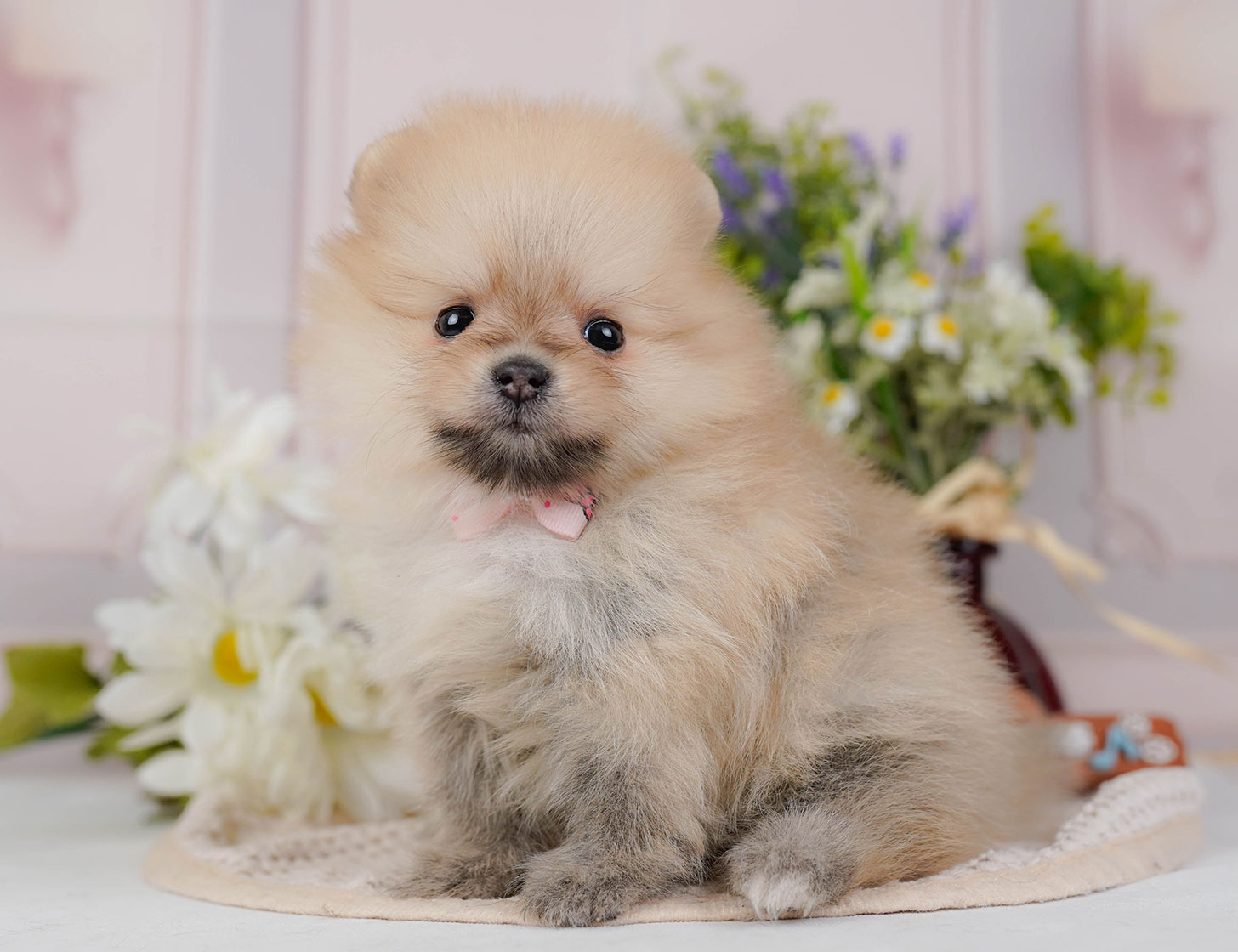 ポメラニアン | 女の子 | クリームセーブル | 2025年10月20日