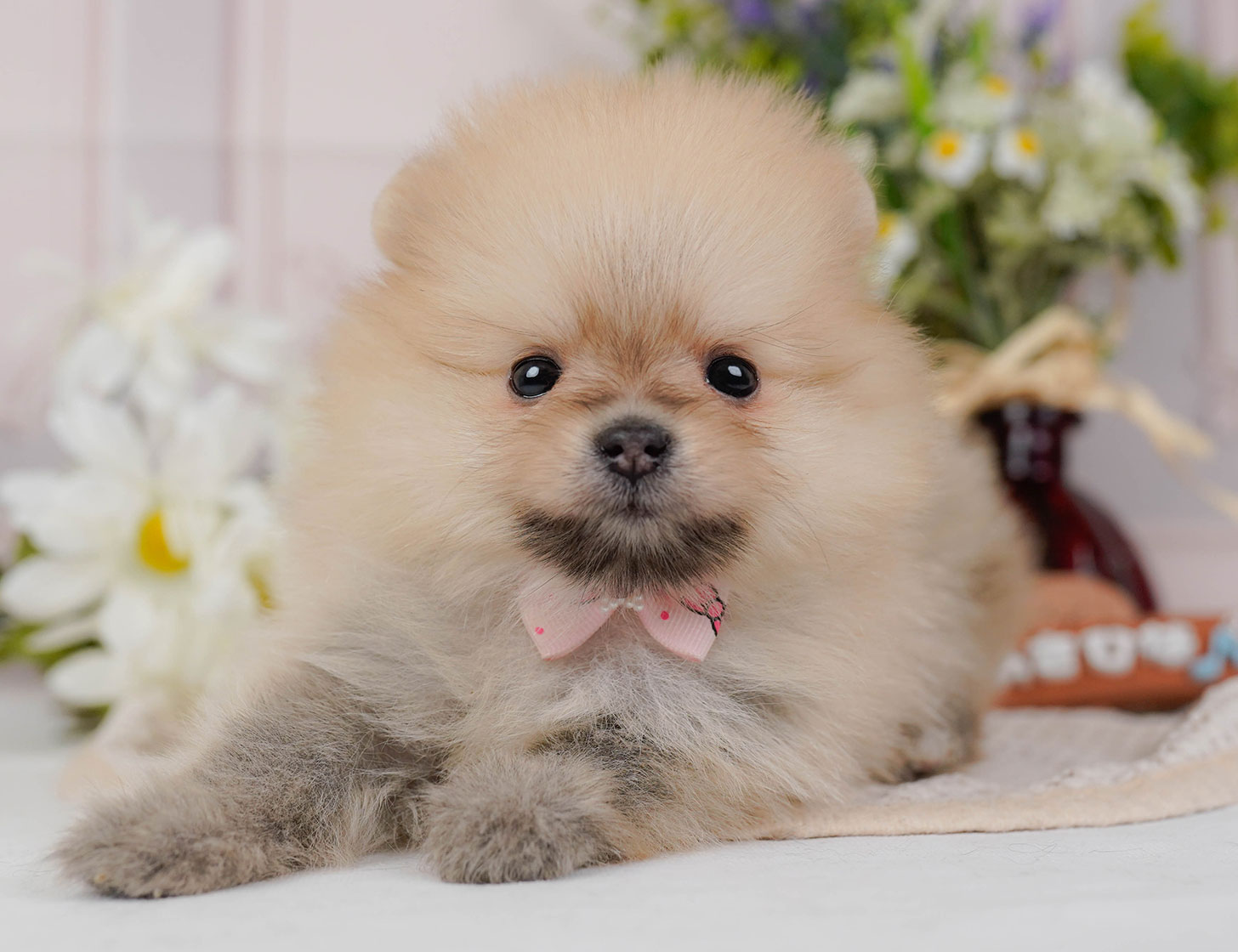ポメラニアン | 女の子 | クリームセーブル | 2025年10月20日
