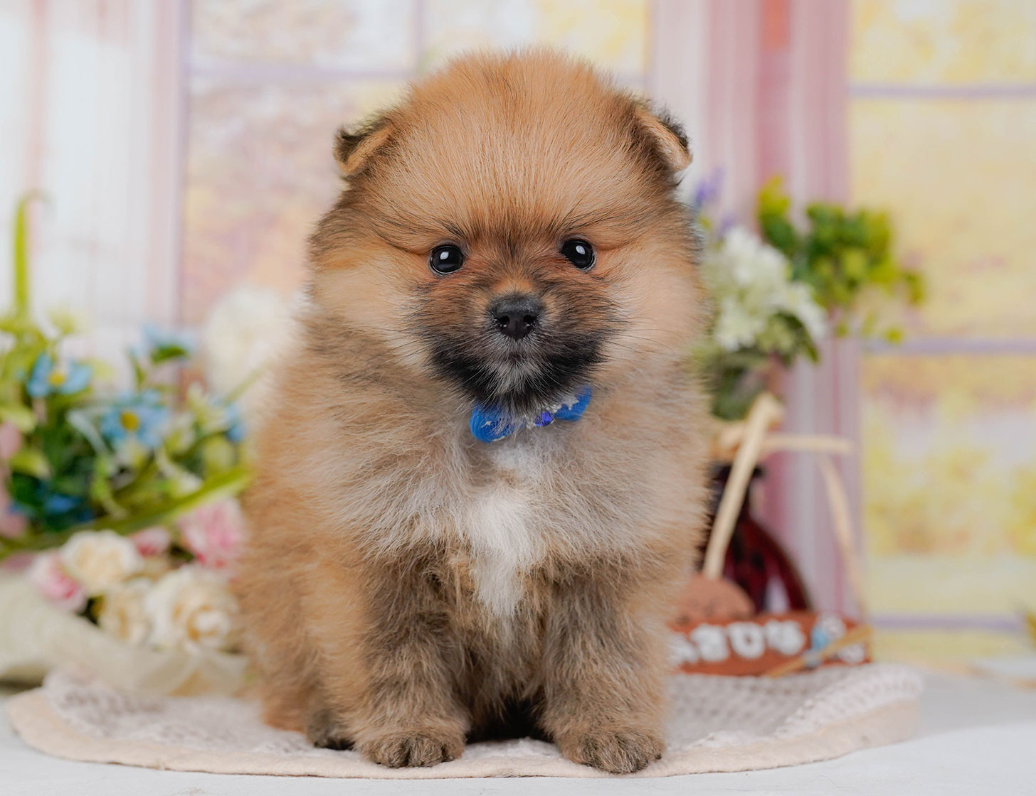 ポメラニアン | 男の子 | オレンジセーブル | 2025年10月20日