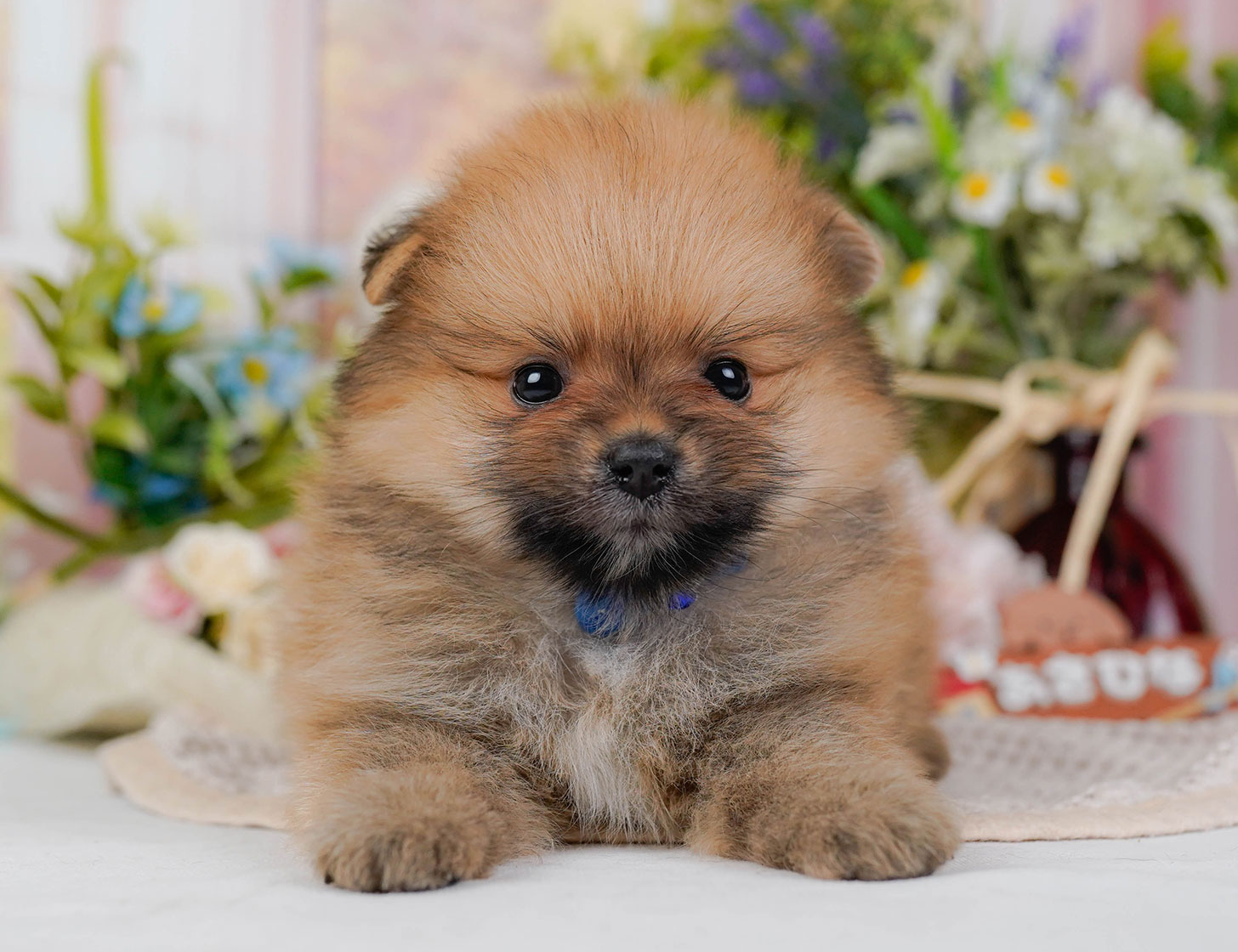 ポメラニアン | 男の子 | オレンジセーブル | 2025年10月20日