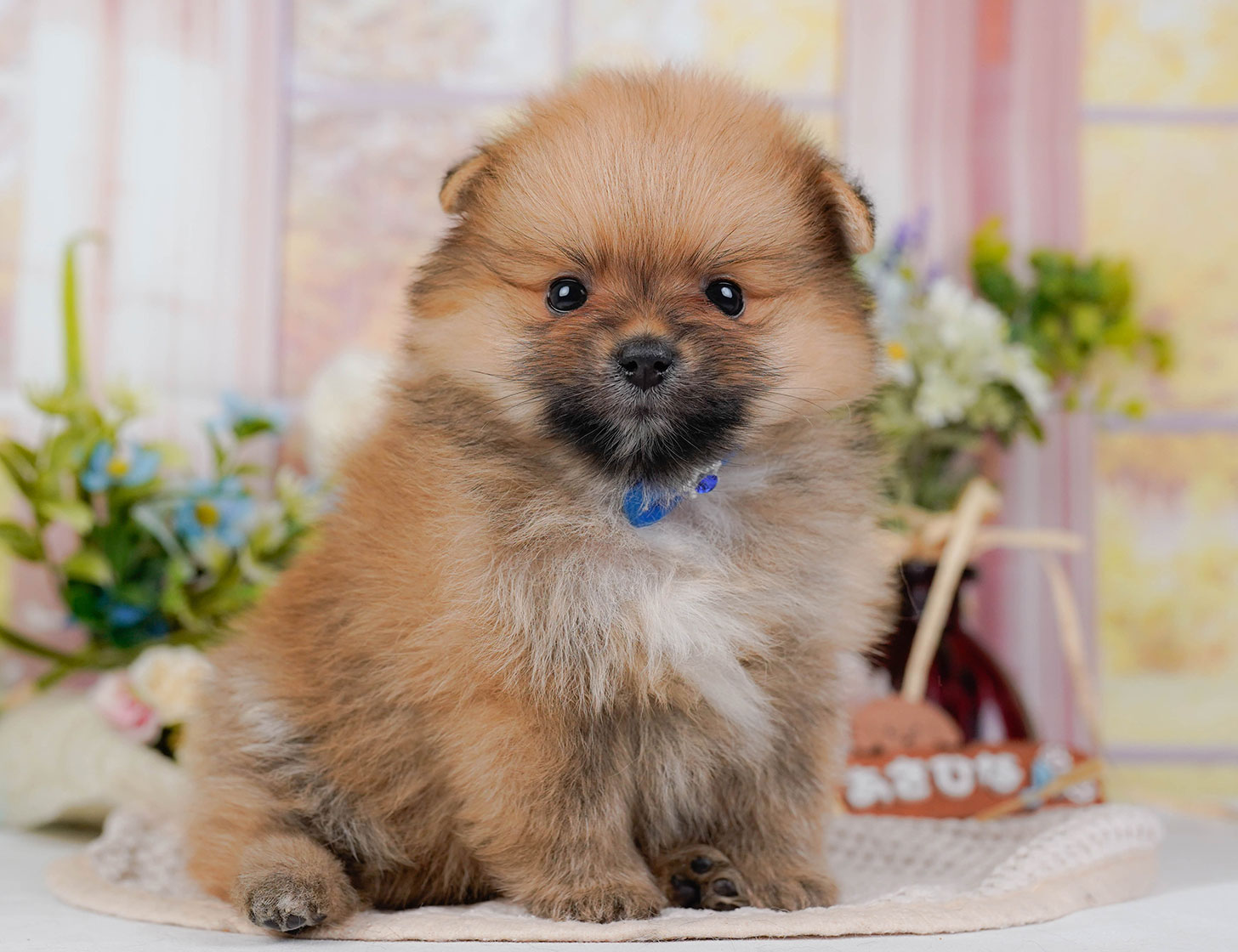 ポメラニアン | 男の子 | オレンジセーブル | 2025年10月20日