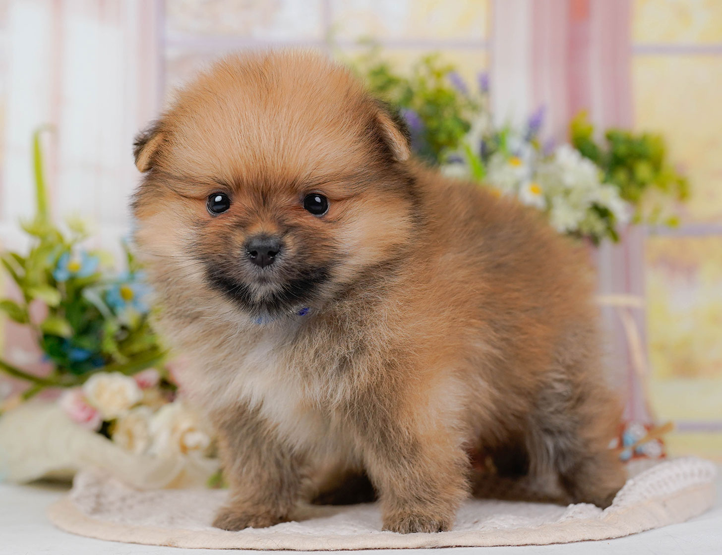 ポメラニアン | 男の子 | オレンジセーブル | 2025年10月20日