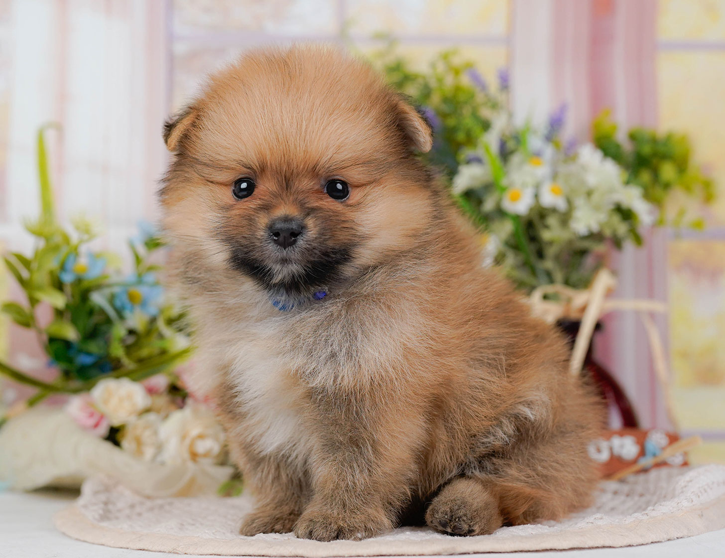 ポメラニアン | 男の子 | オレンジセーブル | 2025年10月20日