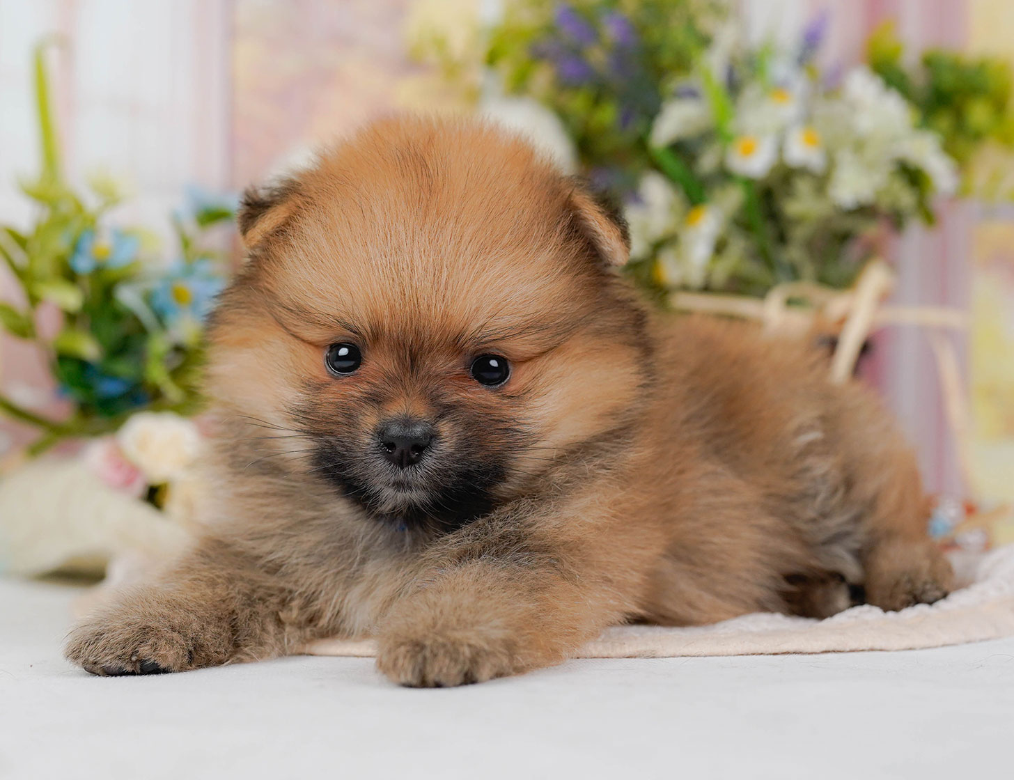 ポメラニアン | 男の子 | オレンジセーブル | 2025年10月20日