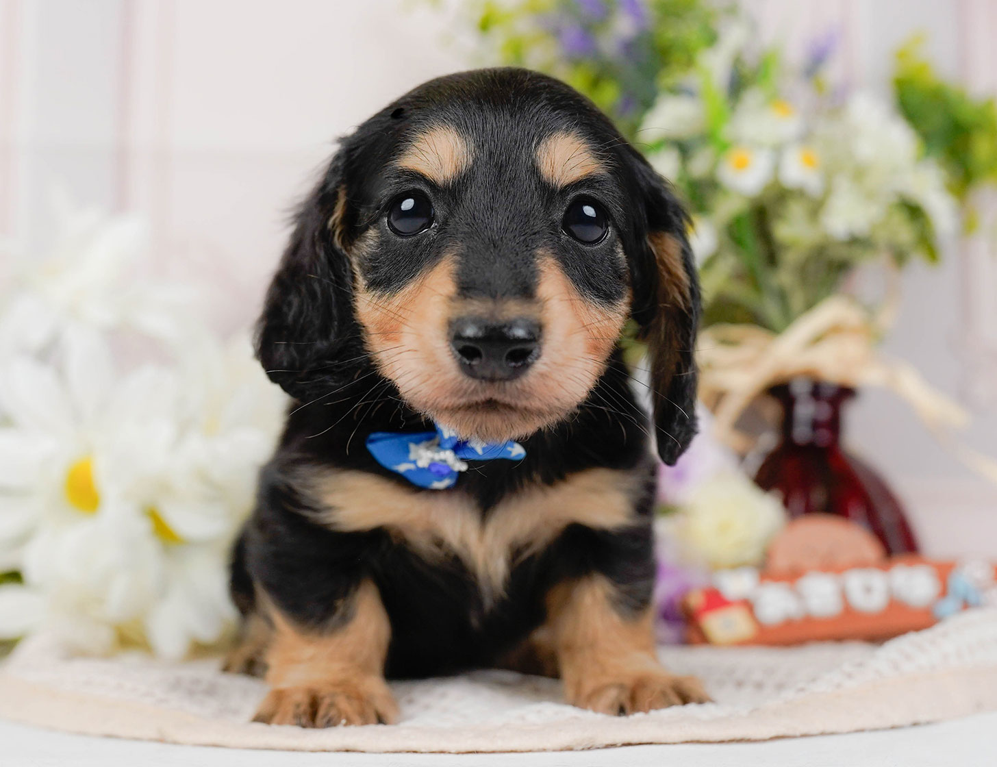 カニンヘン・ダックスフンド(ロング) | 男の子 | ブラック＆タン | 2025年10月20日