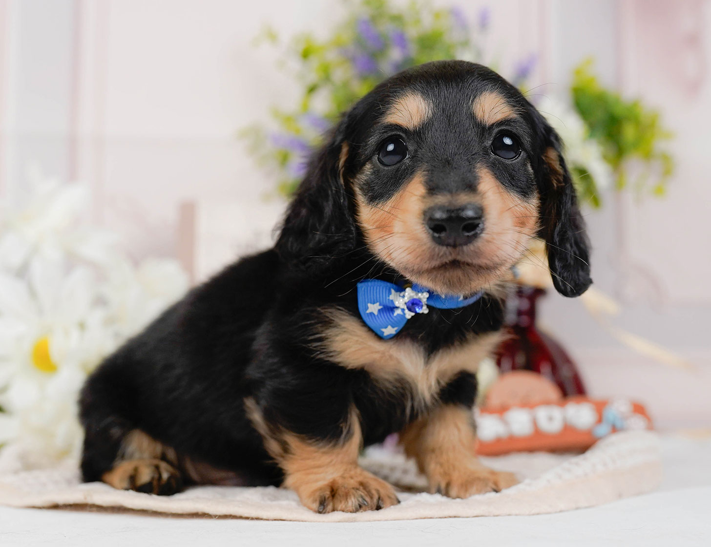 カニンヘン・ダックスフンド(ロング) | 男の子 | ブラック&タン | 2025年10月20日