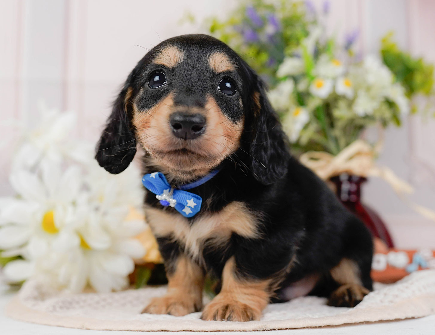 カニンヘン・ダックスフンド(ロング) | 男の子 | ブラック&タン | 2025年10月20日