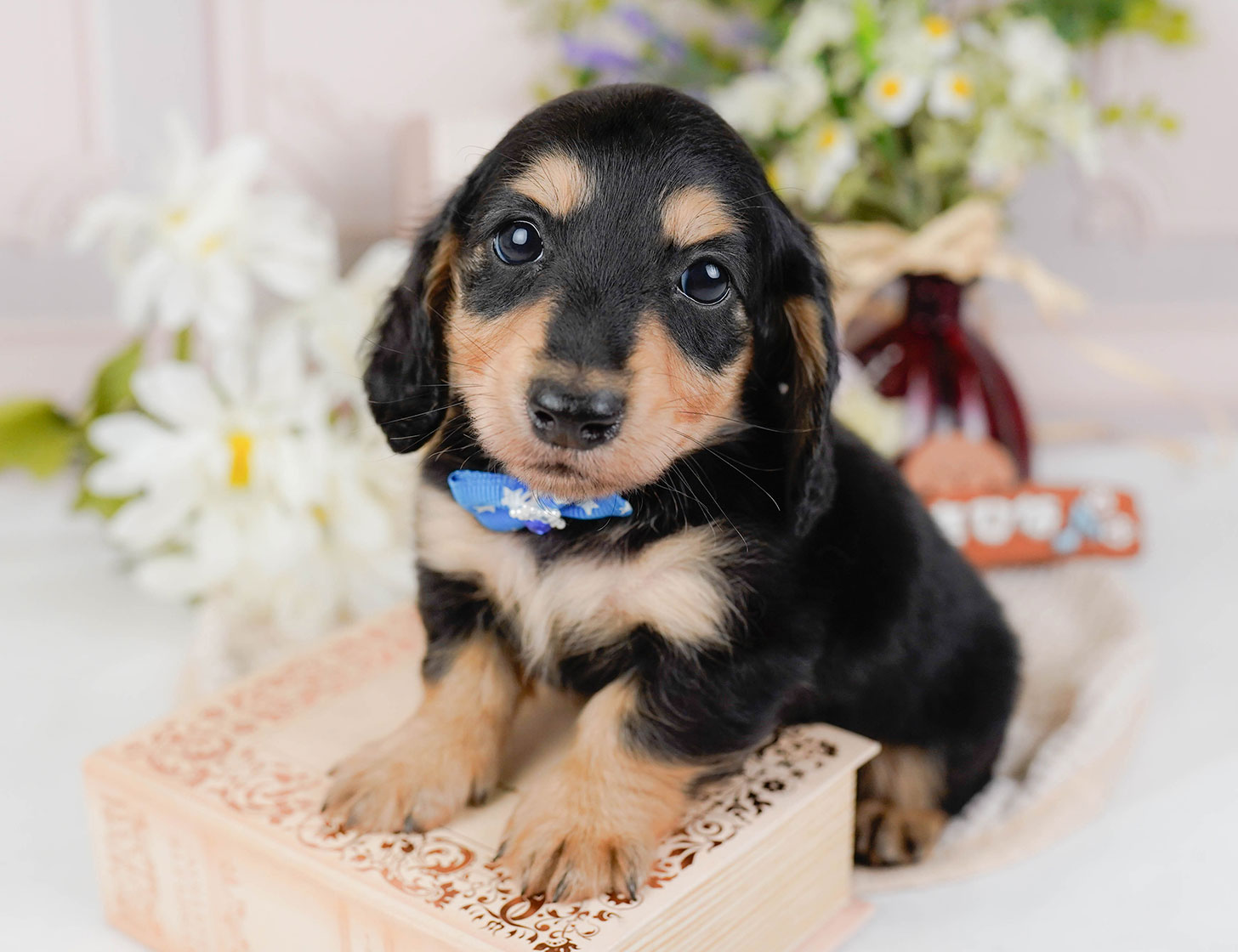 カニンヘン・ダックスフンド(ロング) | 男の子 | ブラック&タン | 2025年10月20日