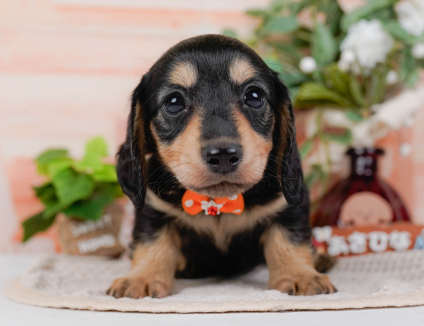 カニンヘン・ダックスフンド(ロング) | 男の子 | ブラック＆タン | 2025年10月20日