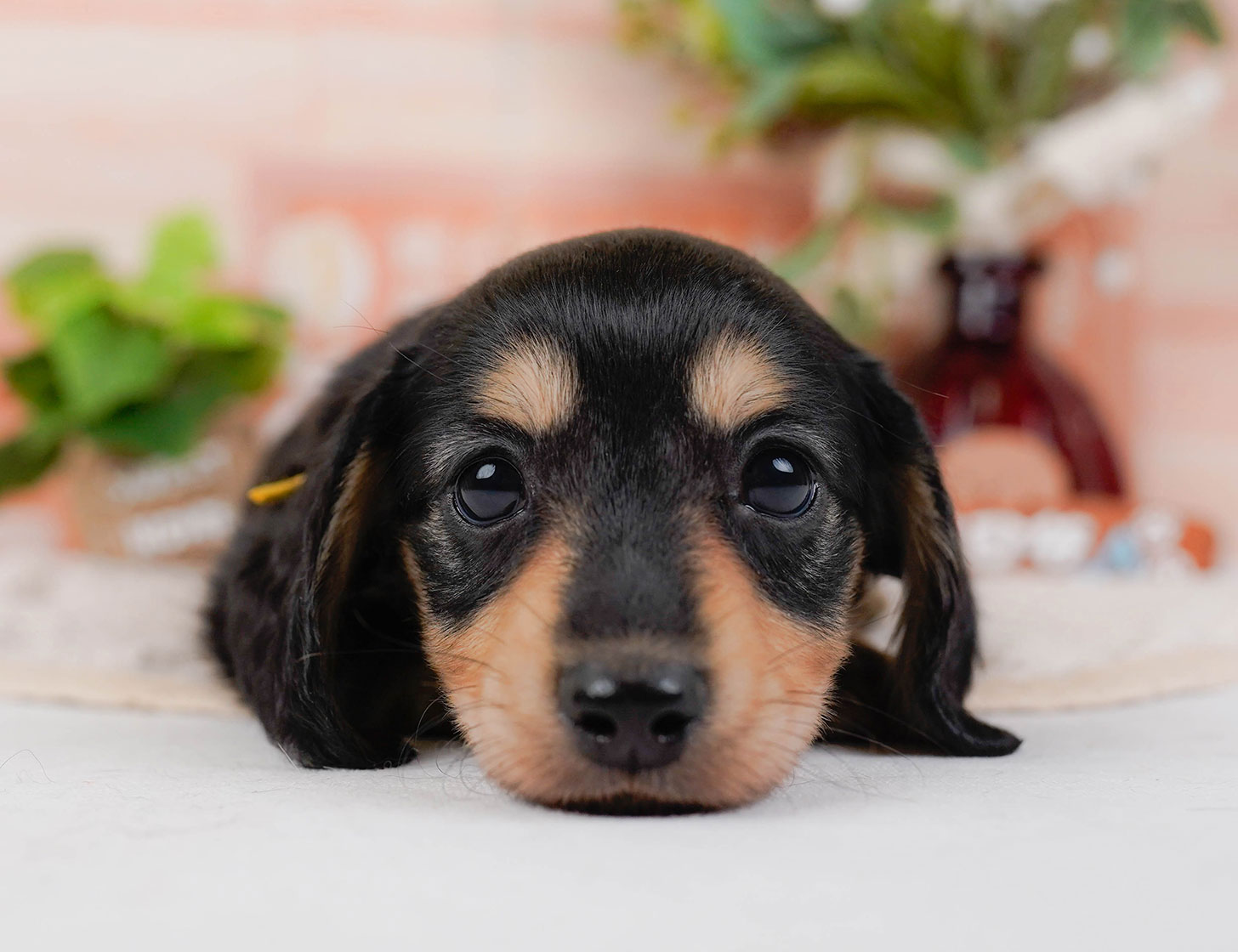 カニンヘン・ダックスフンド(ロング) | 男の子 | ブラック&タン | 2025年10月20日
