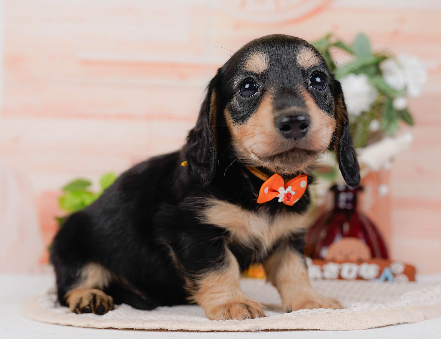 カニンヘン・ダックスフンド(ロング) | 男の子 | ブラック&タン | 2025年10月20日