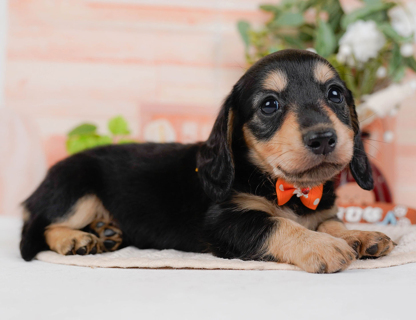 カニンヘン・ダックスフンド(ロング) | 男の子 | ブラック&タン | 2025年10月20日