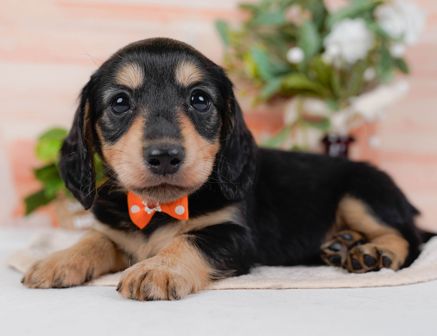 カニンヘン・ダックスフンド(ロング) | 男の子 | ブラック&タン | 2025年10月20日