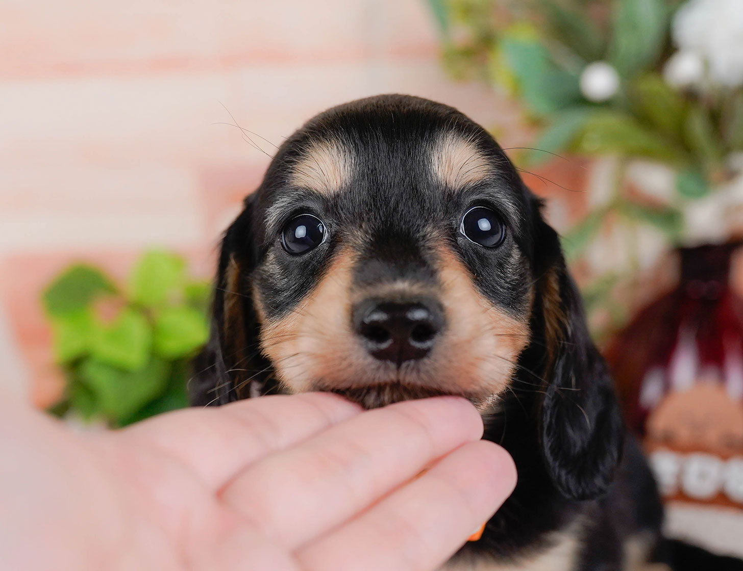 カニンヘン・ダックスフンド(ロング) | 男の子 | ブラック&タン | 2025年10月20日