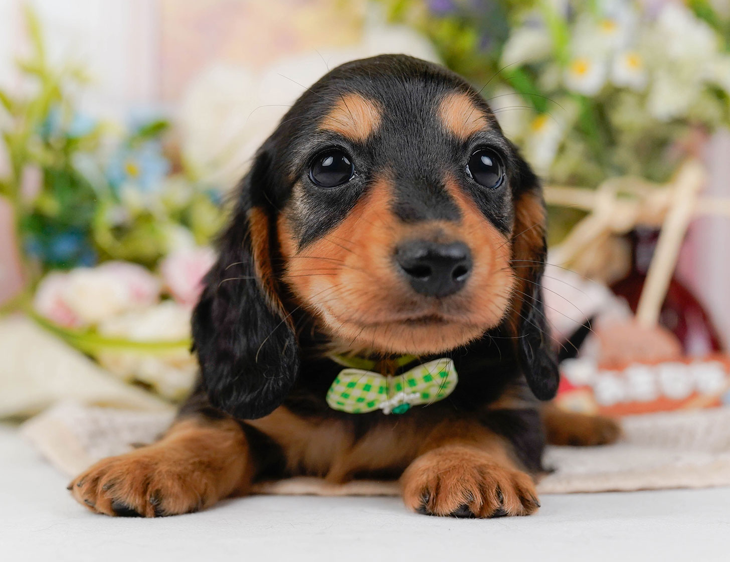 カニンヘン・ダックスフンド(ロング) | 男の子 | ブラック&タン | 2025年10月20日