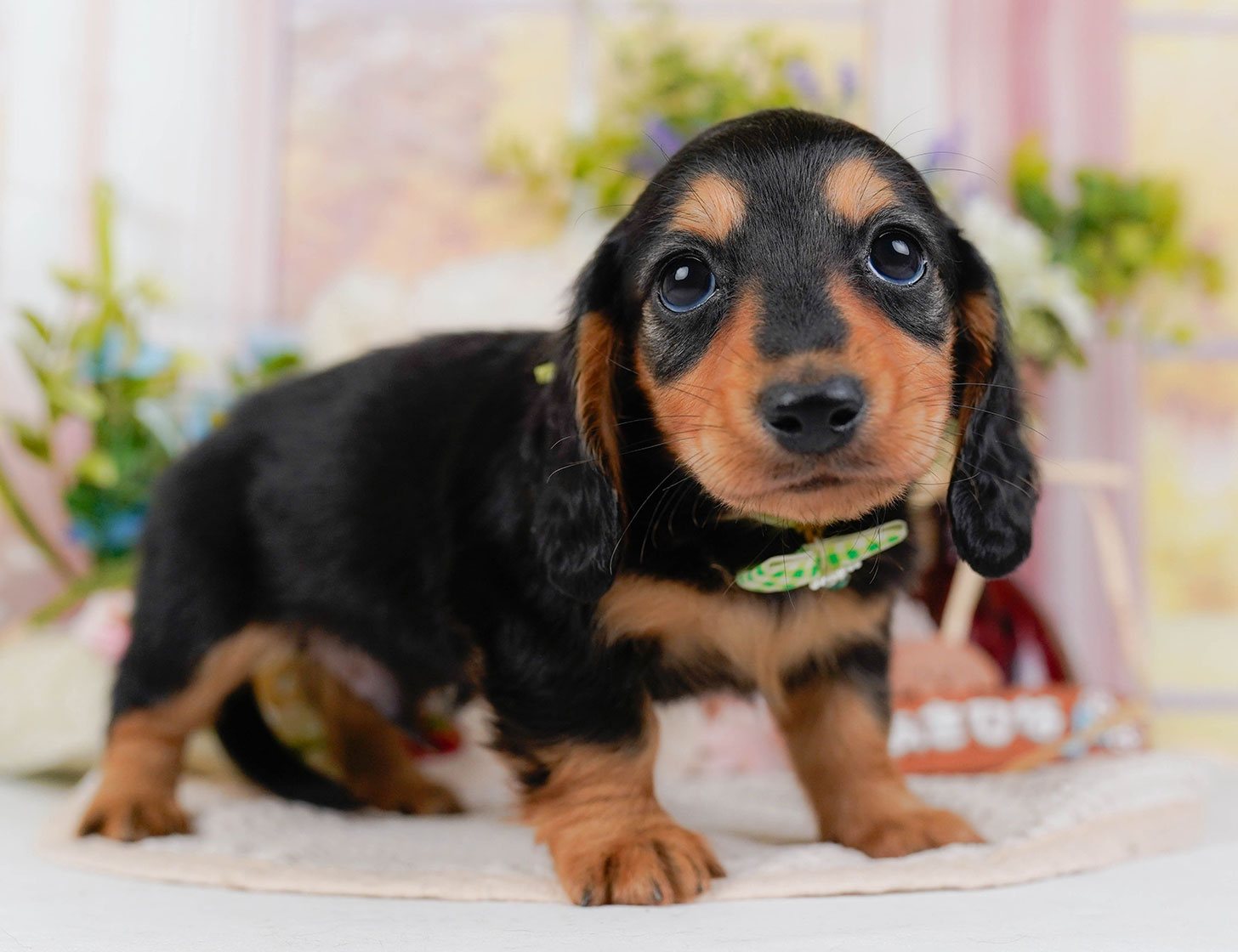 カニンヘン・ダックスフンド(ロング) | 男の子 | ブラック&タン | 2025年10月20日