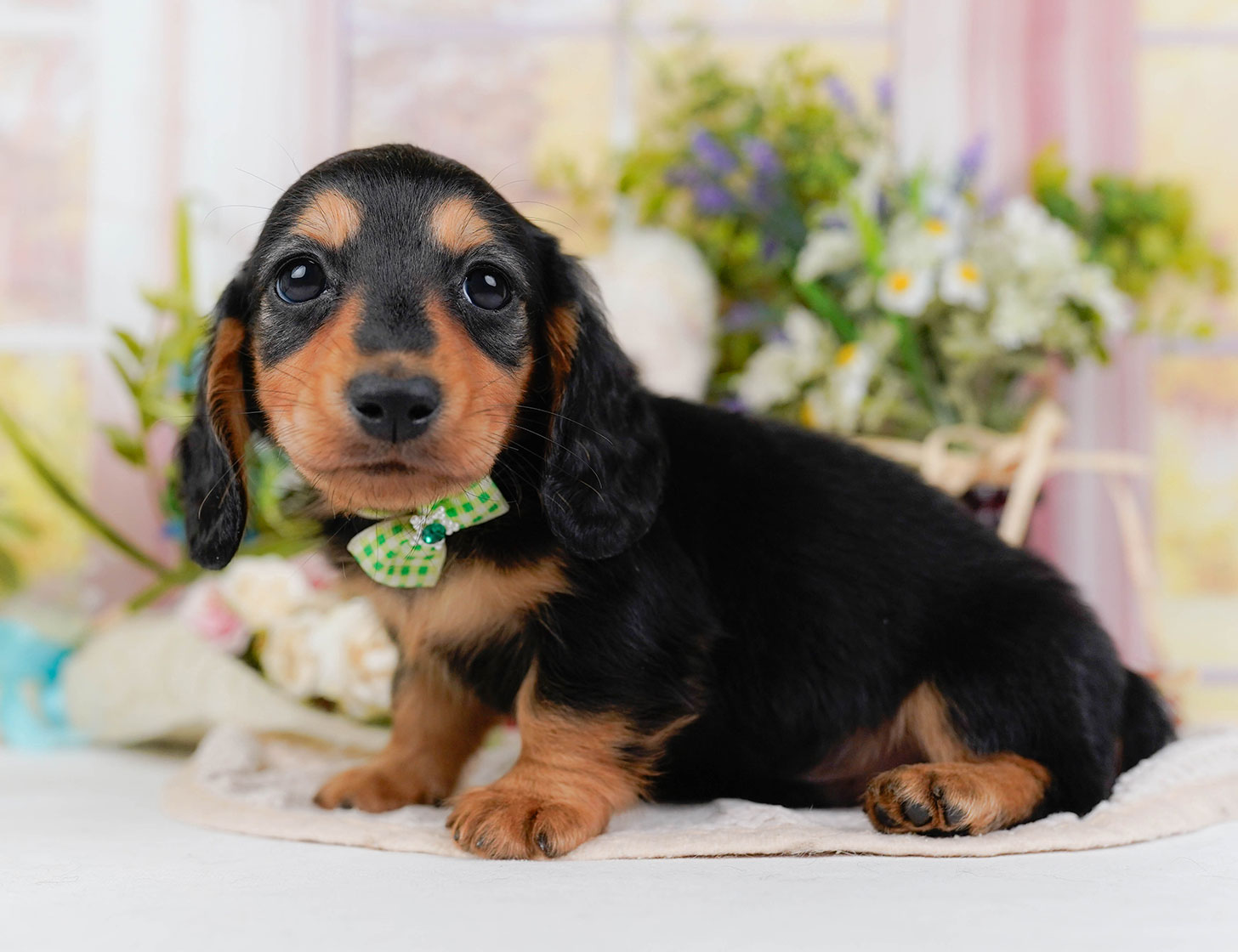 カニンヘン・ダックスフンド(ロング) | 男の子 | ブラック&タン | 2025年10月20日