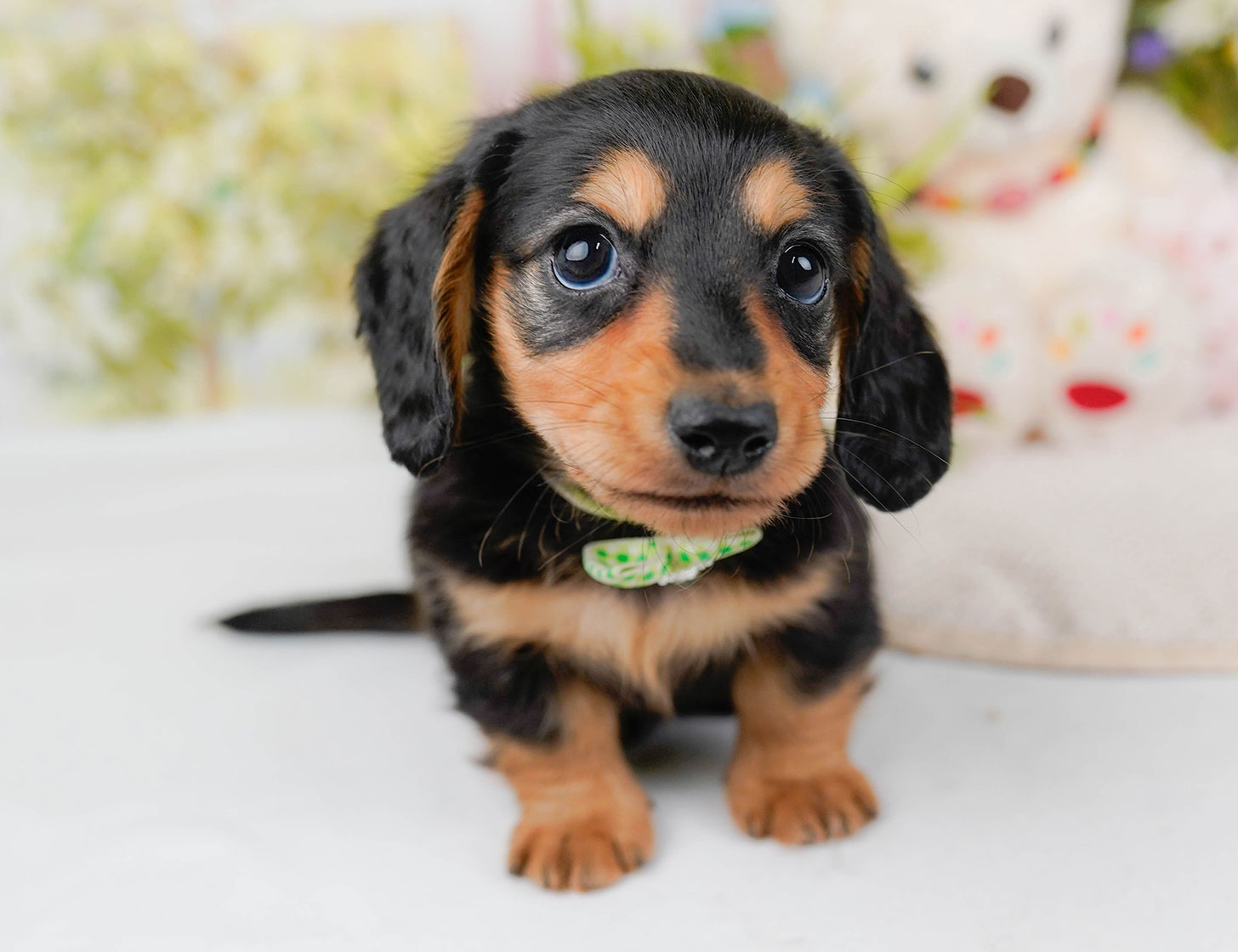 カニンヘン・ダックスフンド(ロング) | 男の子 | ブラック&タン | 2025年10月20日