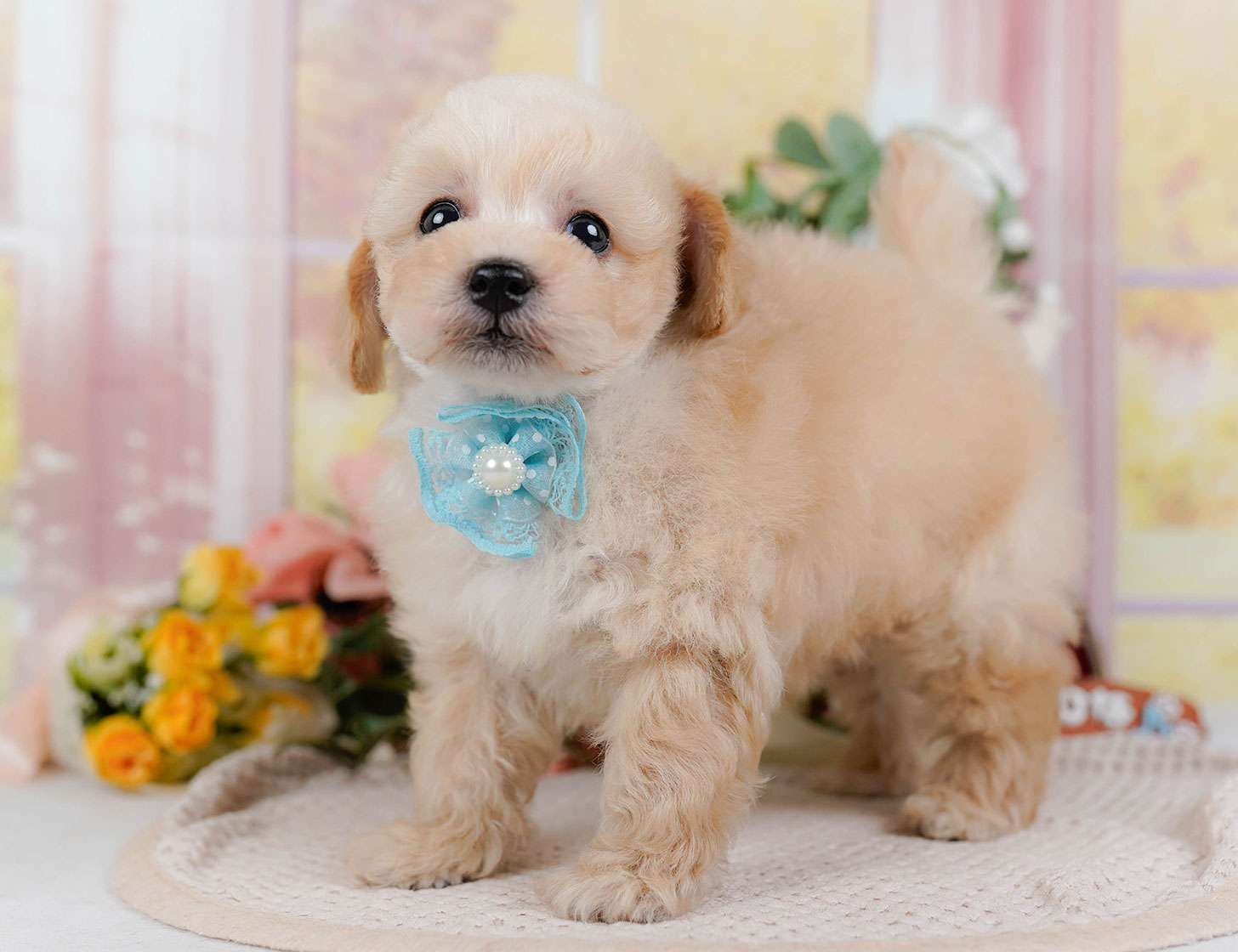 タイニー・プードル | 男の子 | アプリコット | 2025年10月21日