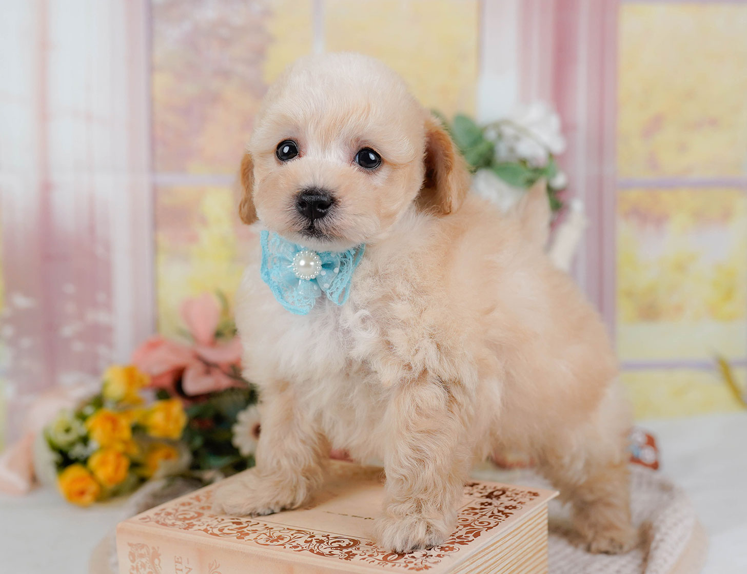 タイニー・プードル | 男の子 | アプリコット | 2025年10月21日