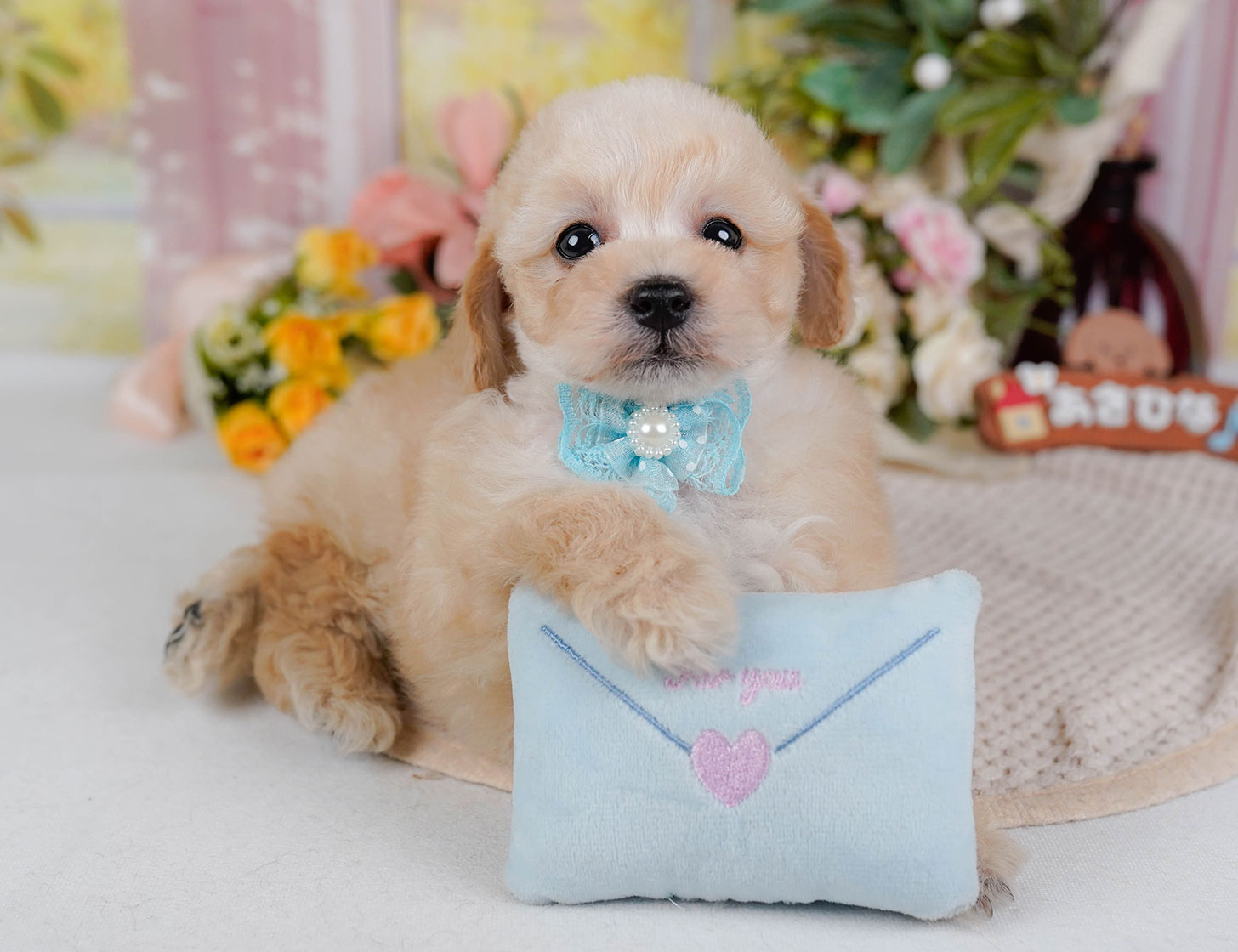 タイニー・プードル | 男の子 | アプリコット | 2025年10月21日