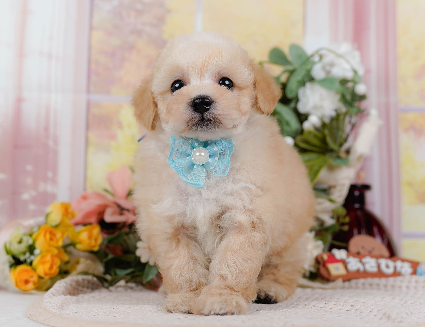 タイニー・プードル | 男の子 | アプリコット | 2025年10月21日