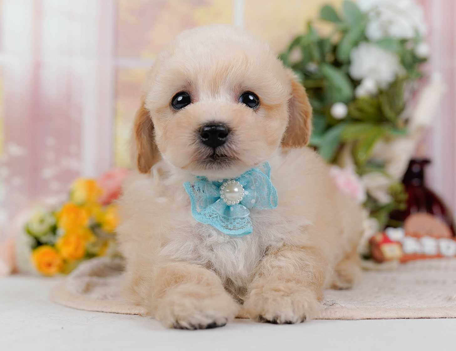 タイニー・プードル | 男の子 | アプリコット | 2025年10月21日