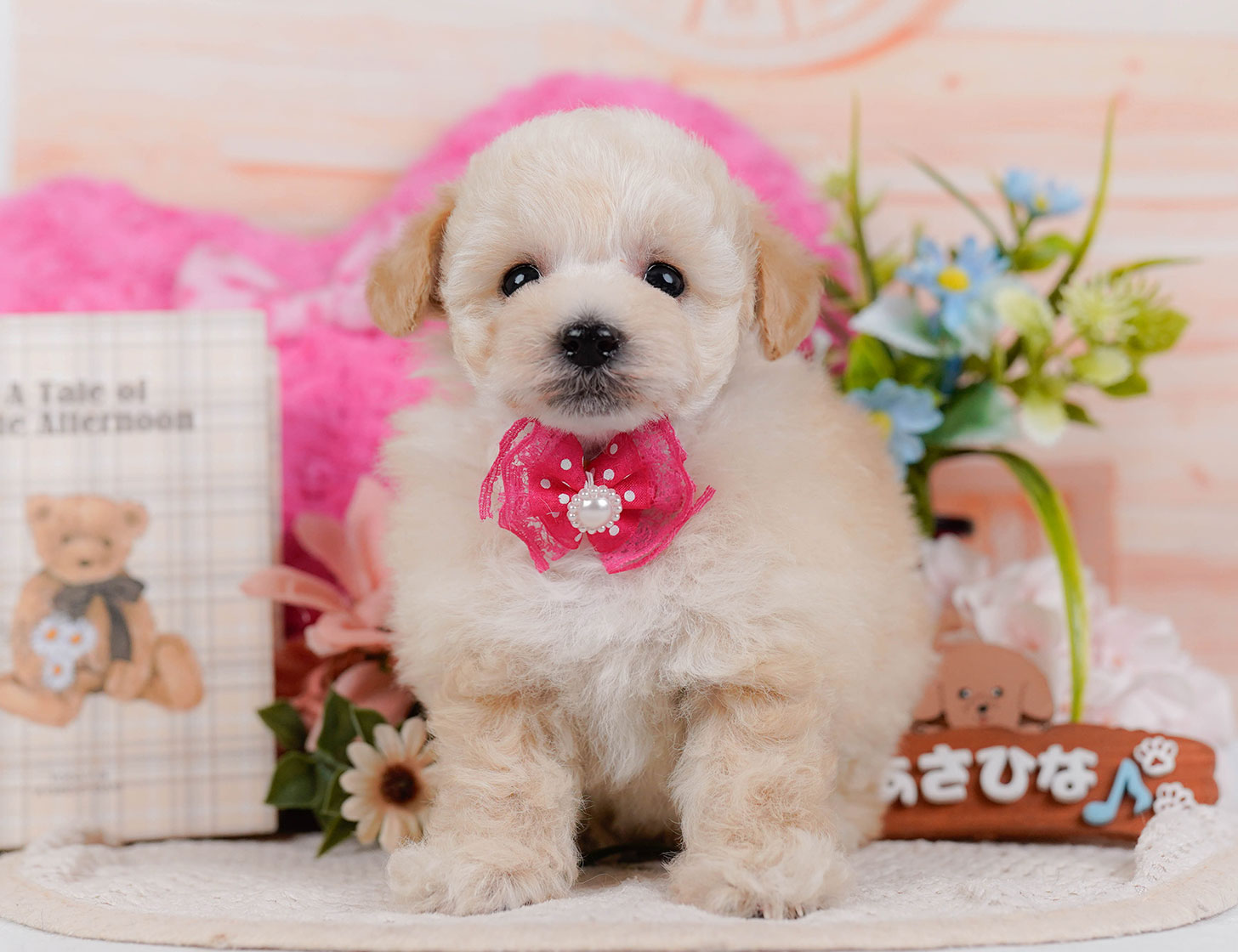 タイニー・プードル | 女の子 | クリーム | 2025年10月21日