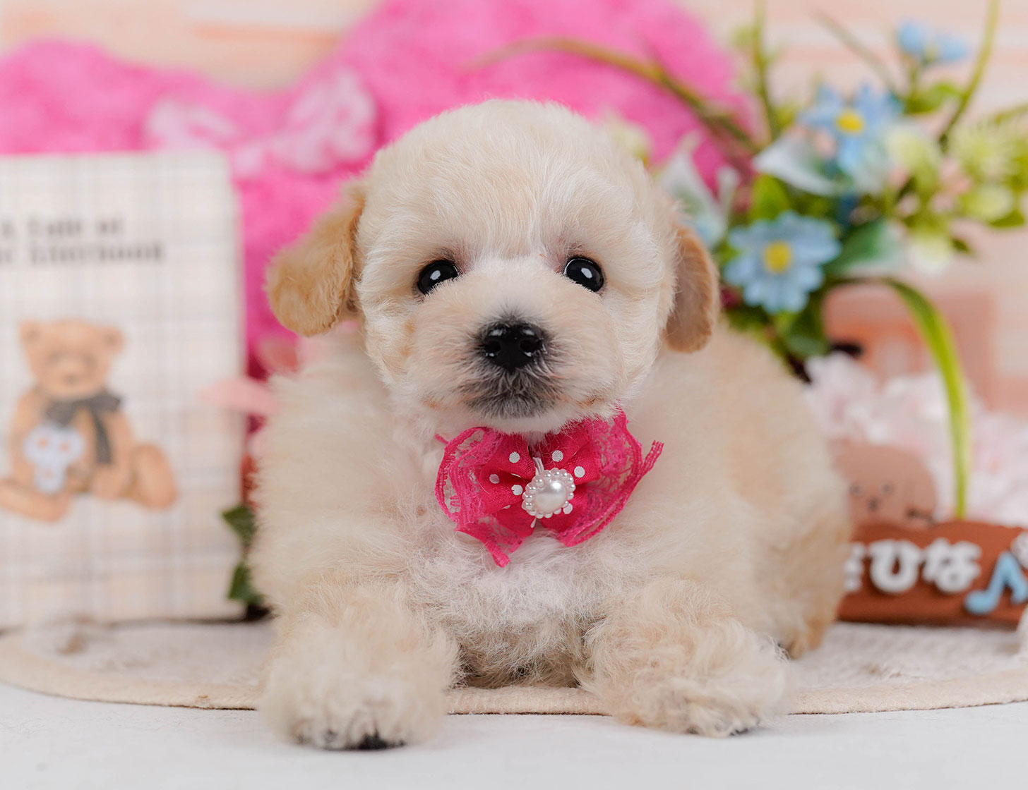 タイニー・プードル | 女の子 | クリーム | 2025年10月21日