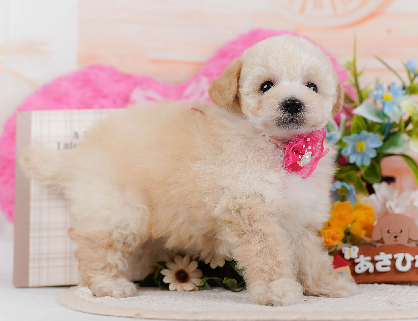 タイニー・プードル | 女の子 | クリーム | 2025年10月21日