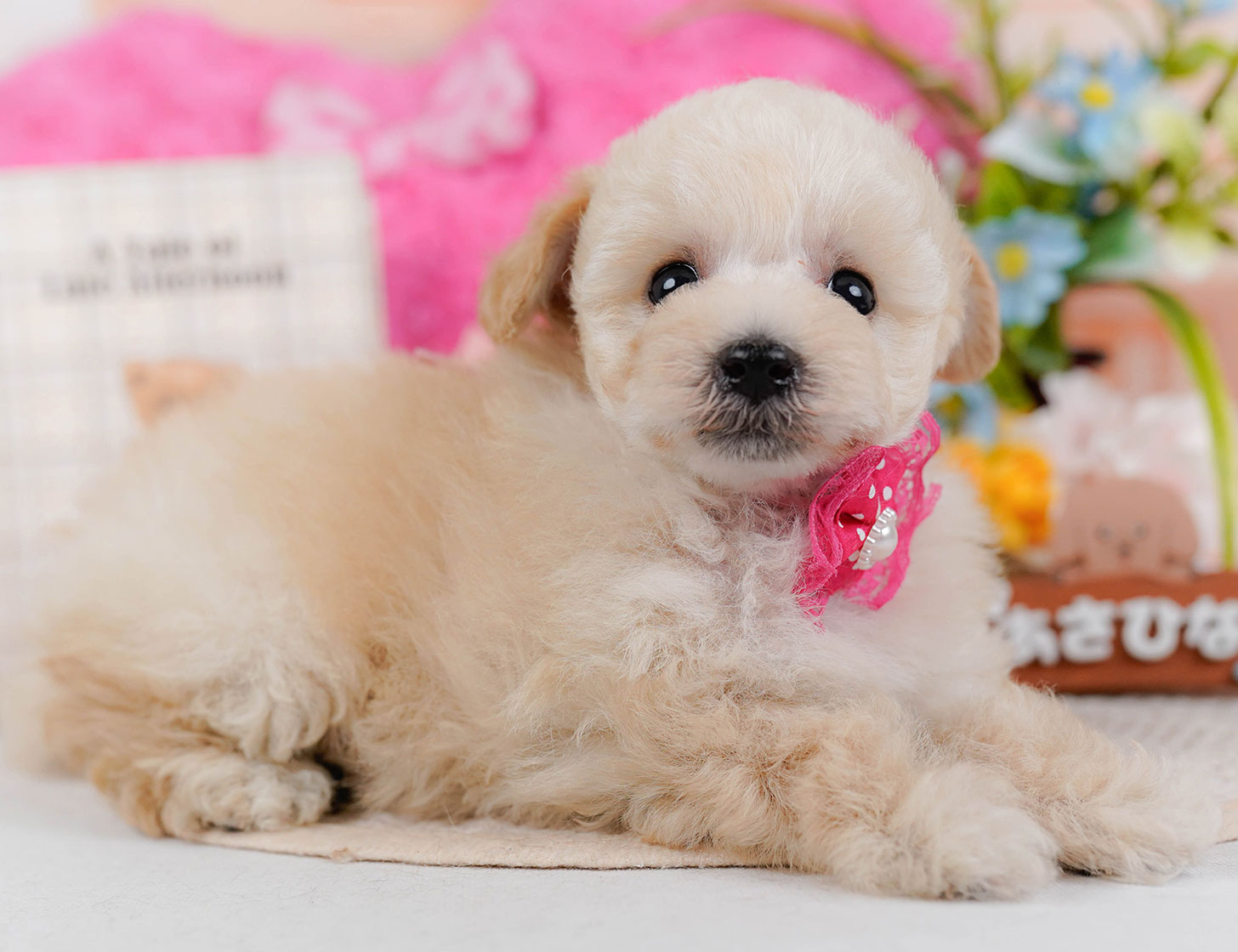 タイニー・プードル | 女の子 | クリーム | 2025年10月21日