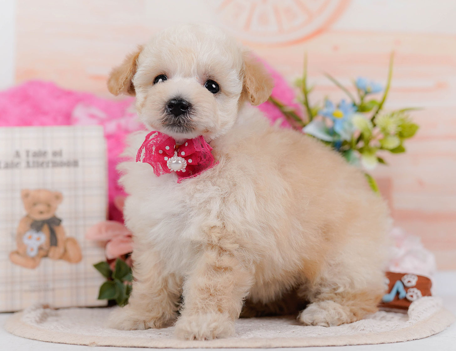 タイニー・プードル | 女の子 | クリーム | 2025年10月21日